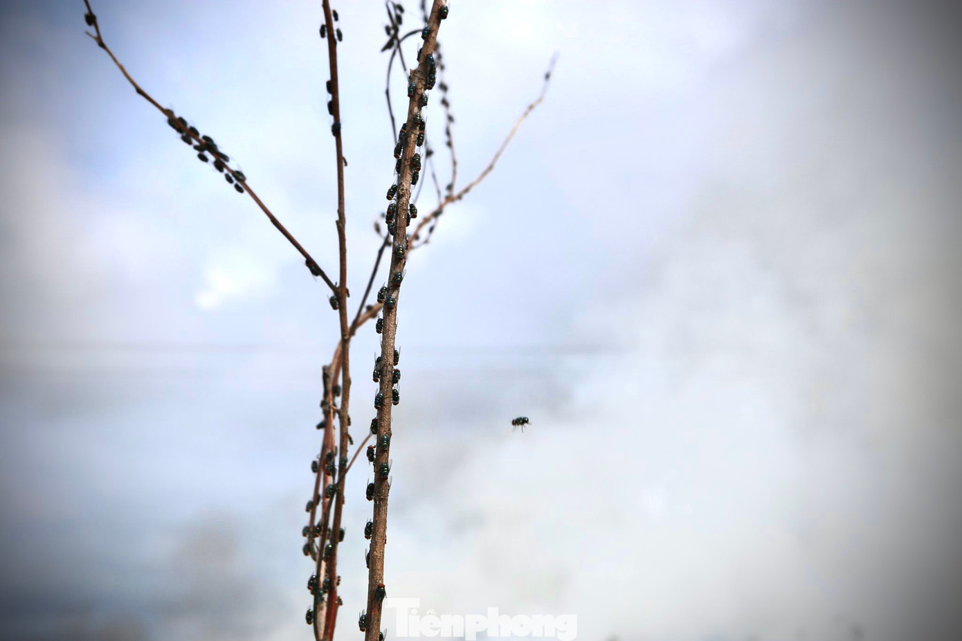 Ruồi đậu kín cành cây bên đường gần khu trung chuyển rác.