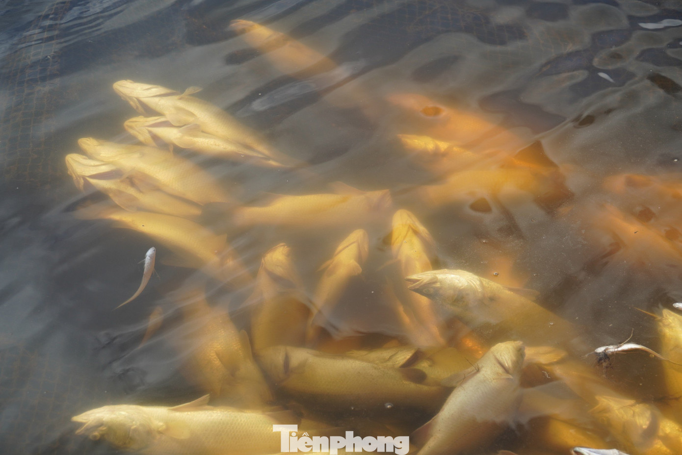 Cá bị chết phần lớn là cá vược, trọng lượng mỗi con khoảng từ 1 - 7kg.