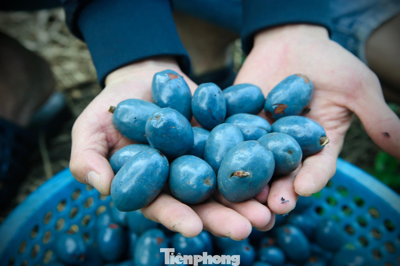 Người dân cho hay, cọ có nhiều gốc cho quả ngon, bùi và béo ngậy, nhưng cũng có gốc chát, khó ăn. Người dân cho hay, cọ có nhiều gốc cho quả ngon, bùi và béo ngậy, nhưng cũng có gốc chát, khó ăn.