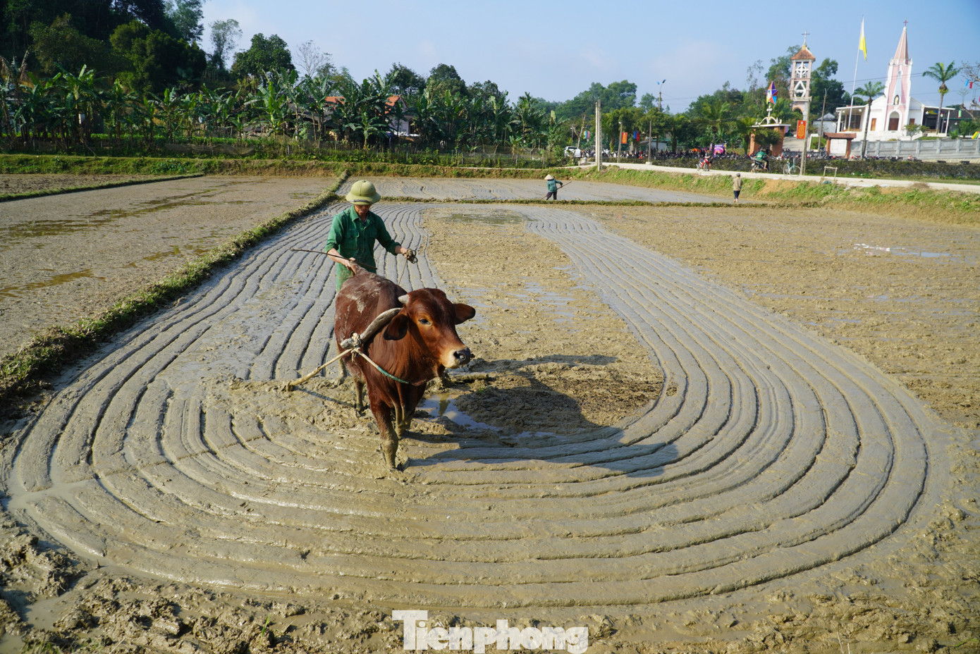 Trước khi xuống giống lúa, đất ruộng được người dân làm rất tỉ mỉ, nước được xả khô để đảm bảo lúa khi gieo không bị hư hỏng.