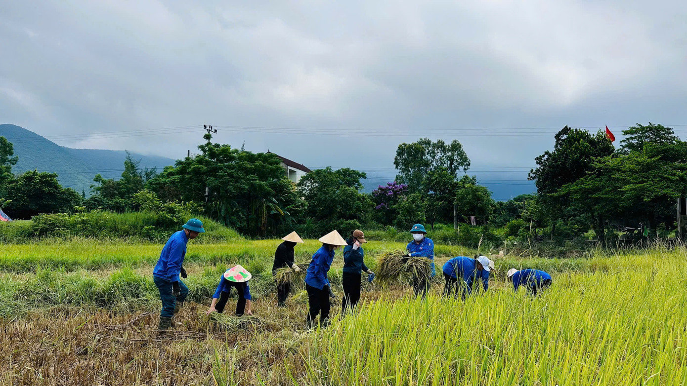 Tại thị xã Kỳ Anh, lực lượng thanh niên cũng có mặt tại các cánh đồng thấp trũng để cùng người dân thu hoạch vụ mùa.