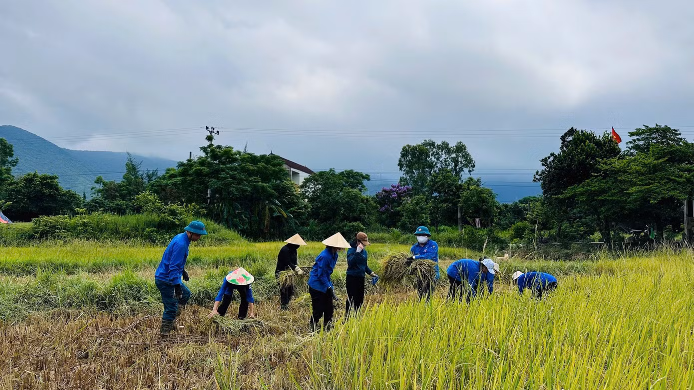 Tại thị xã Kỳ Anh, lực lượng thanh niên cũng có mặt tại các cánh đồng thấp trũng để cùng người dân thu hoạch vụ mùa. Tại thị xã Kỳ Anh, lực lượng thanh niên cũng có mặt tại các cánh đồng thấp trũng để cùng người dân thu hoạch vụ mùa.