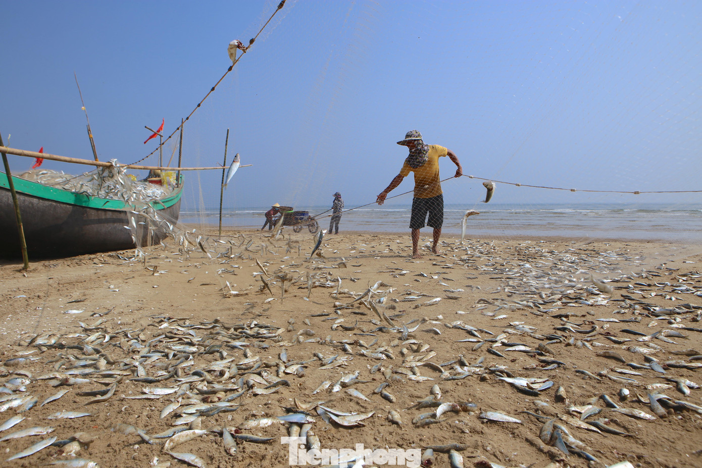 Mỗi người một việc, cách gỡ cá như thế làm rất nhanh. Chỉ khoảng 30 phút hàng tạ cá đã được gỡ bỏ từ lưới nằm dưới bờ cát. Mỗi người một việc, cách gỡ cá như thế làm rất nhanh. Chỉ khoảng 30 phút hàng tạ cá đã được gỡ bỏ từ lưới nằm dưới bờ cát.