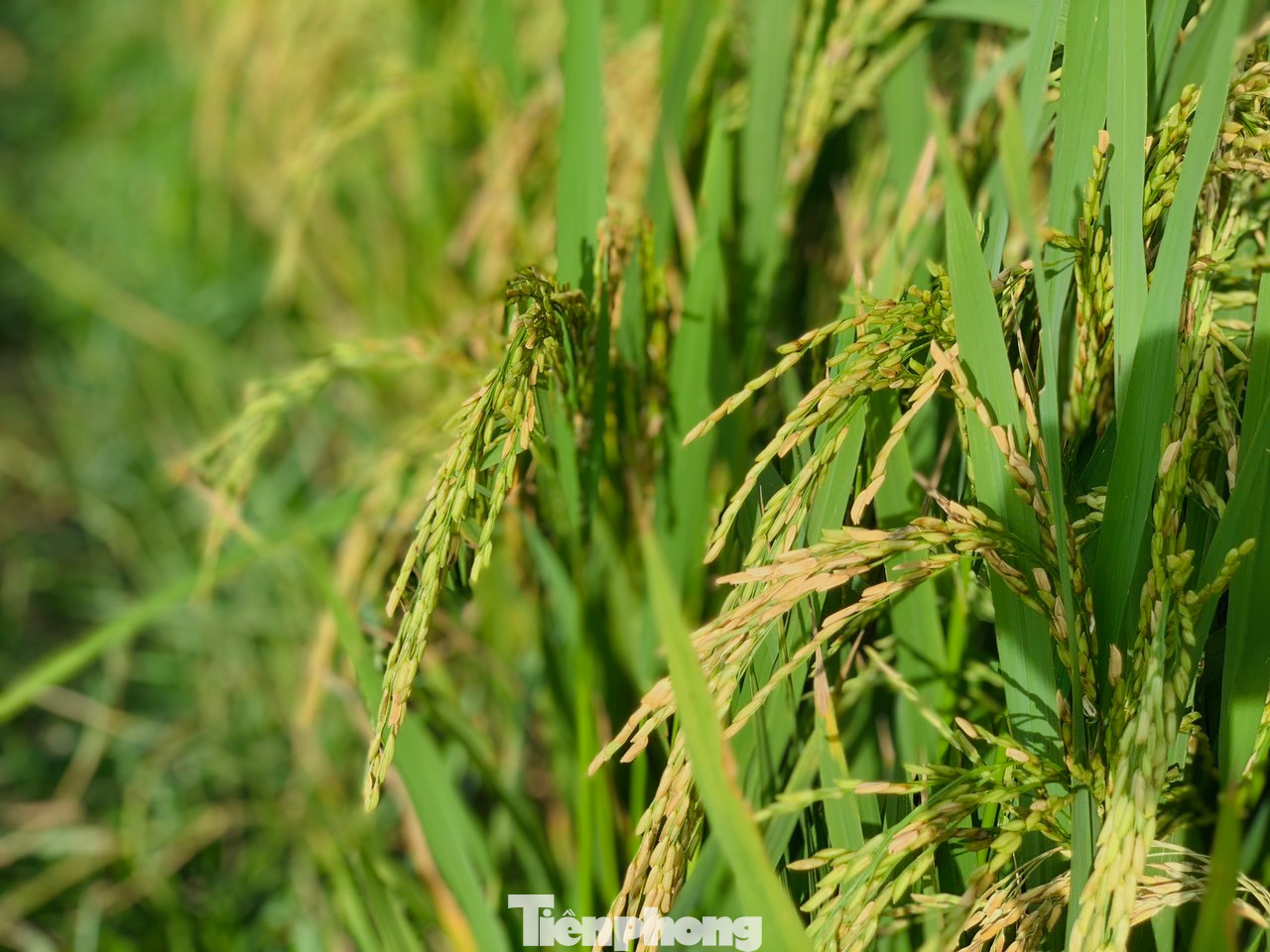 Theo người dân, dù hiện tại lúa còn xanh, nhưng lo sợ trước ảnh hưởng của cơn bão số 3 sẽ gây mưa nên thu hoạch lúa sớm hơn dự kiến.