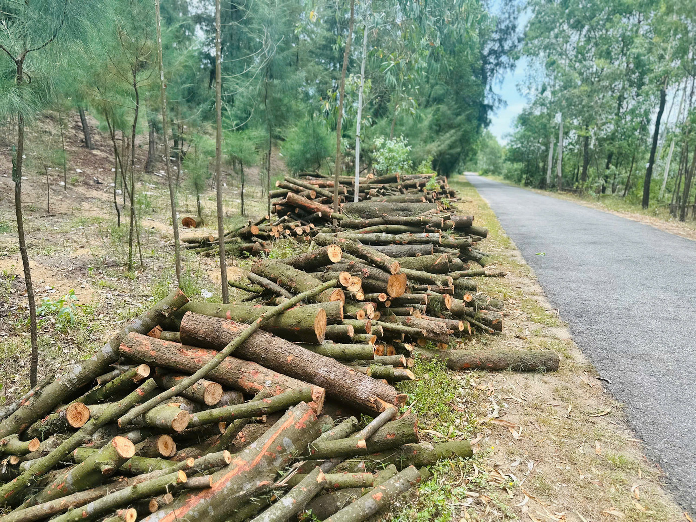 Được biết, vào cuối tháng 6/2025, Đội kiểm lâm cơ động và phòng cháy chữa cháy rừng thuộc Chi cục Kiểm lâm tỉnh Hà Tĩnh đã phối hợp với chính quyền địa phương phát hiện 2 hộ dân khai thác cây phi lao tại khoảnh 3 và khoảnh 6A, tiểu khu 283. Làm việc với cơ quan chức năng, các hộ dân cho biết số cây phi lao kể trên được họ tự bỏ vốn trồng, chăm sóc hàng chục năm, nay đến tuổi khai thác nên đã chặt bán cho một thương lái thu mua để làm củi.