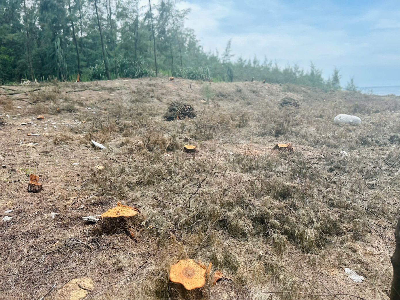 Ghi nhận tại thôn Bắc Hải (xã Thạch Hải cũ, nay thuộc xã Thạch Khê, tỉnh Hà Tĩnh) có nhiều bãi phi lao đã bị chặt hạ.