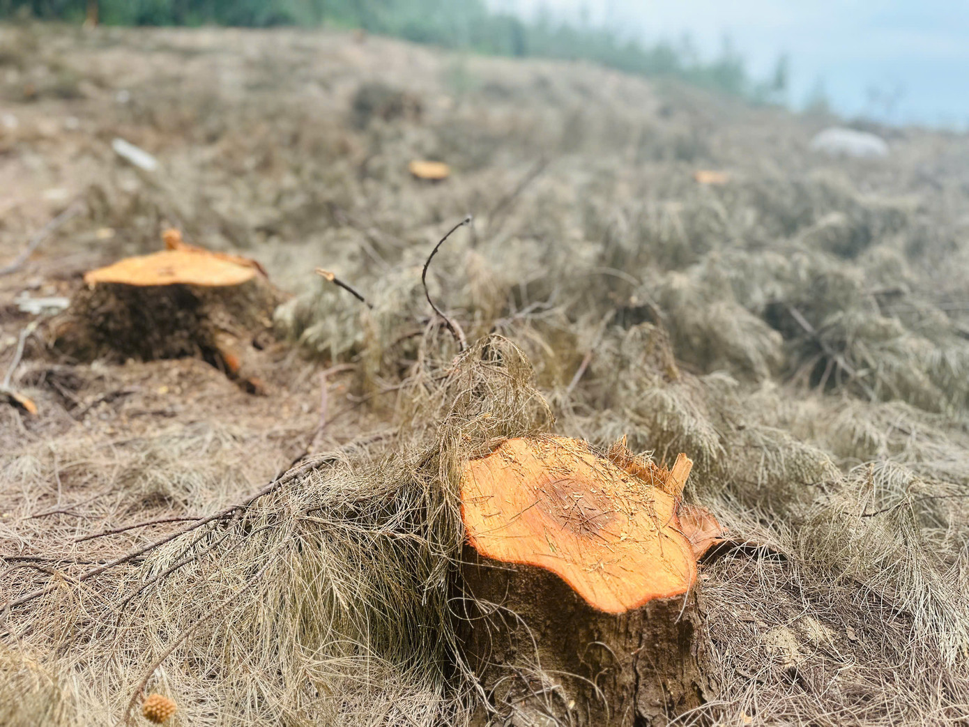 Tại vị trí mới nhất, có hàng trăm gốc phi lao vừa bị đốn hạ, để lại khung cảnh trơ trọi sát bờ biển. Những gốc phi lao bị đốn hạ có đường kính từ 15-25cm, được trồng từ nhiều năm trước.