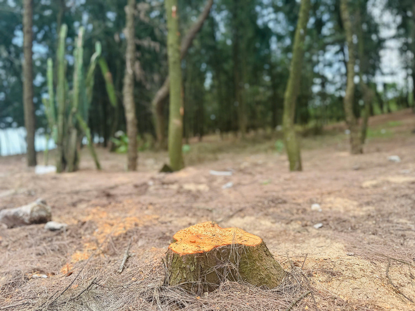 Theo lãnh đạo địa phương, phi lao được người dân trồng từ hàng chục năm trước. Thời điểm đó đây là bãi đất cát trắng, chưa có quy hoạch rừng phòng hộ nên chính quyền đã huy động người dân khoanh, trồng và chăm sóc cây phi lao. Sau đó, khi cây phi lao lớn người dân đốn làm củi và bán cho thương lái.