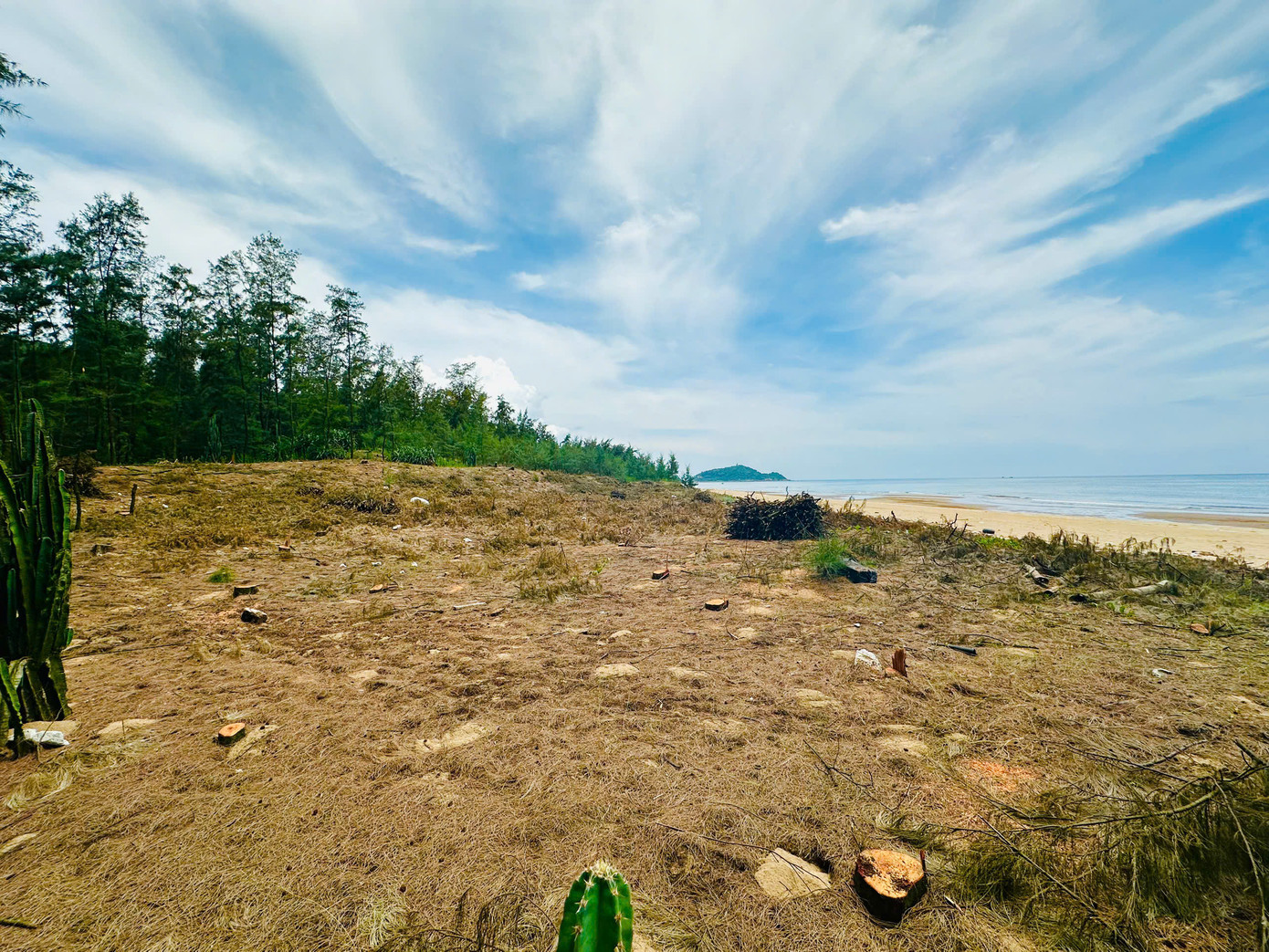 Khu vực rừng phòng hộ ven biển bị khai thác tại xã Thạch Khê.