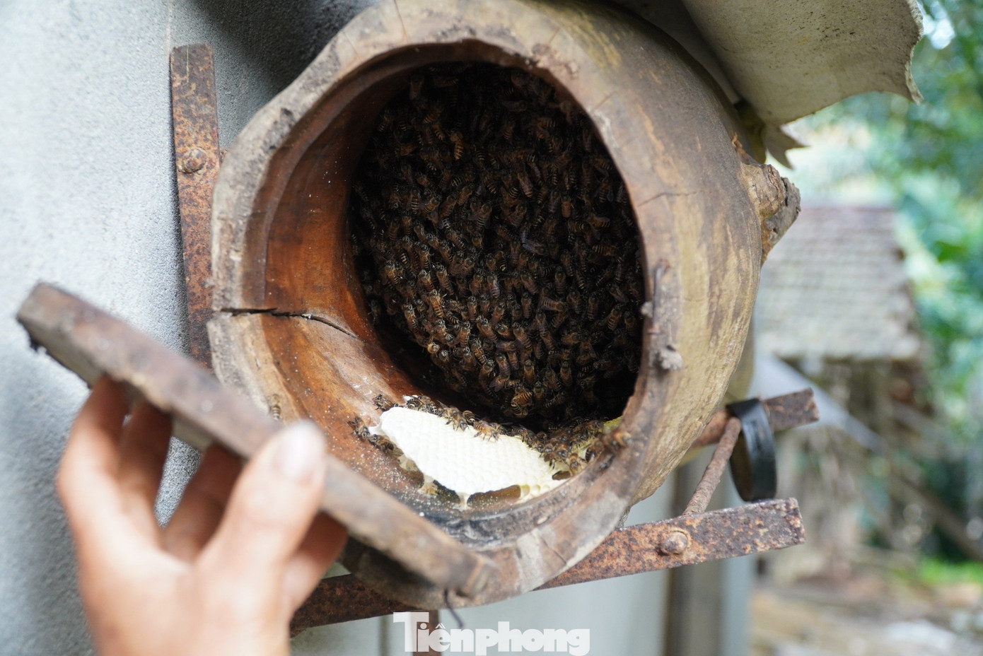 Từ đây, đàn ong sẽ bắt đầu quá trình sinh trưởng, làm việc để lấy mật. Việc nuôi tại nhà cũng theo hình thức cho ong làm mật tự nhiên, không cho ăn thêm đường… Với mỗi tổ này người nuôi sẽ thu từ 2-4 lít mật. Từ đây, đàn ong sẽ bắt đầu quá trình sinh trưởng, làm việc để lấy mật. Việc nuôi tại nhà cũng theo hình thức cho ong làm mật tự nhiên, không cho ăn thêm đường… Với mỗi tổ này người nuôi sẽ thu từ 2-4 lít mật.