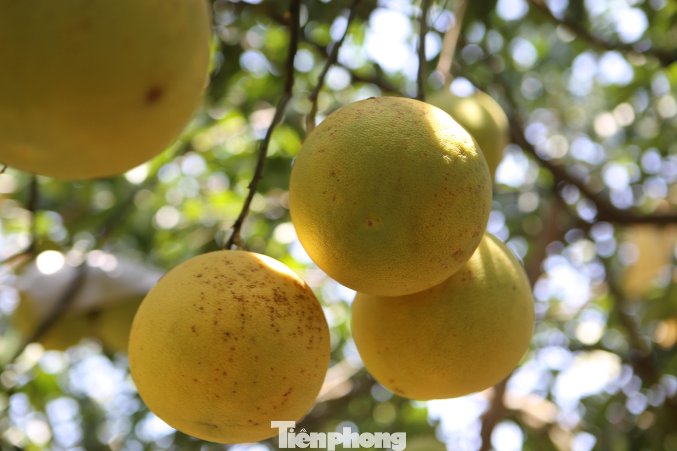 Ông Cao Quốc Hội, Chủ tịch UBND xã Hương Trạch cho biết, do ảnh hưởng của dịch COVID-19 nên thị trường bưởi năm nay đang gặp khó trong việc tiêu thụ, do các thị trường chính như TP Vinh (Nghệ An), Hà Nội, TP HCM đang cách ly xã hội phòng chống dịch COVID-19. Hiện bưởi Phúc Trạch được đăng ký gian hàng trên nhiều sàn thương mại điện tử lớn.