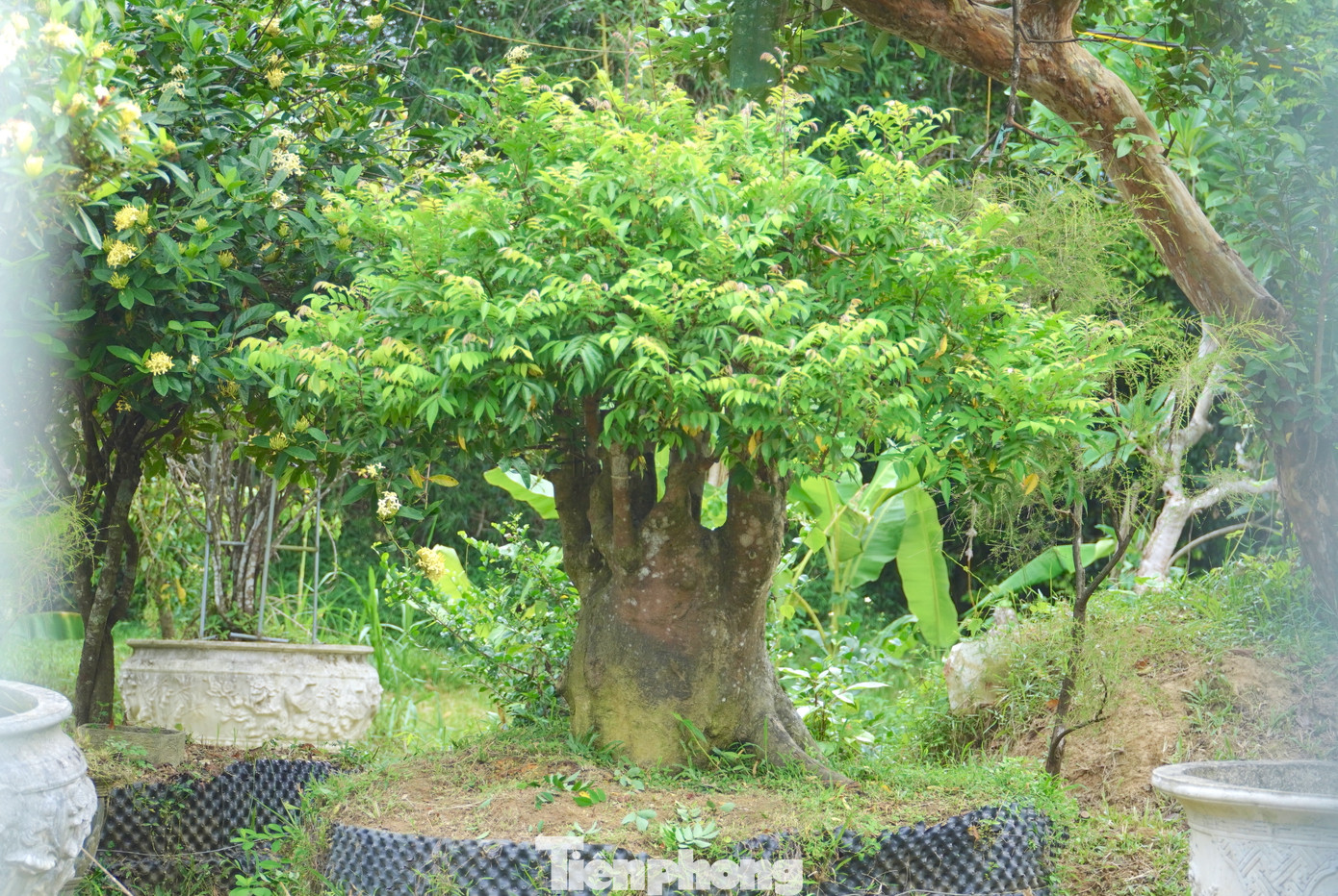 Những lúc mệt mỏi nhất, hoa và cây đã giúp nam thanh niên cân bằng lại cuộc sống. Từ số vốn ít ỏi, chàng trai dần xây dựng cho mình một khu vườn cây cảnh nổi tiếng khắp vùng với nhiều loại hoa, cây cảnh khác nhau.