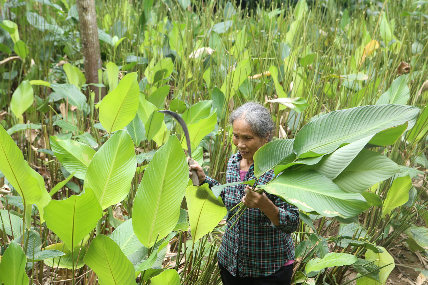 Bà Nguyễn Thị Khánh (trú thôn Vĩnh Phúc) cho biết, gia đình có 1.000m3 trồng lá dong, nhưng năm nay chỉ thu hoạch được một nửa. Năm nay lá dong được mùa, nhưng giá xuống thấp hơn các năm trước. Hiện tại toàn bộ lá dong trong vườn đã được thu hoạch xong. Lá dong được bán ra các chợ lớn như TP Vinh, Hà Nội, các tỉnh phía Nam.
