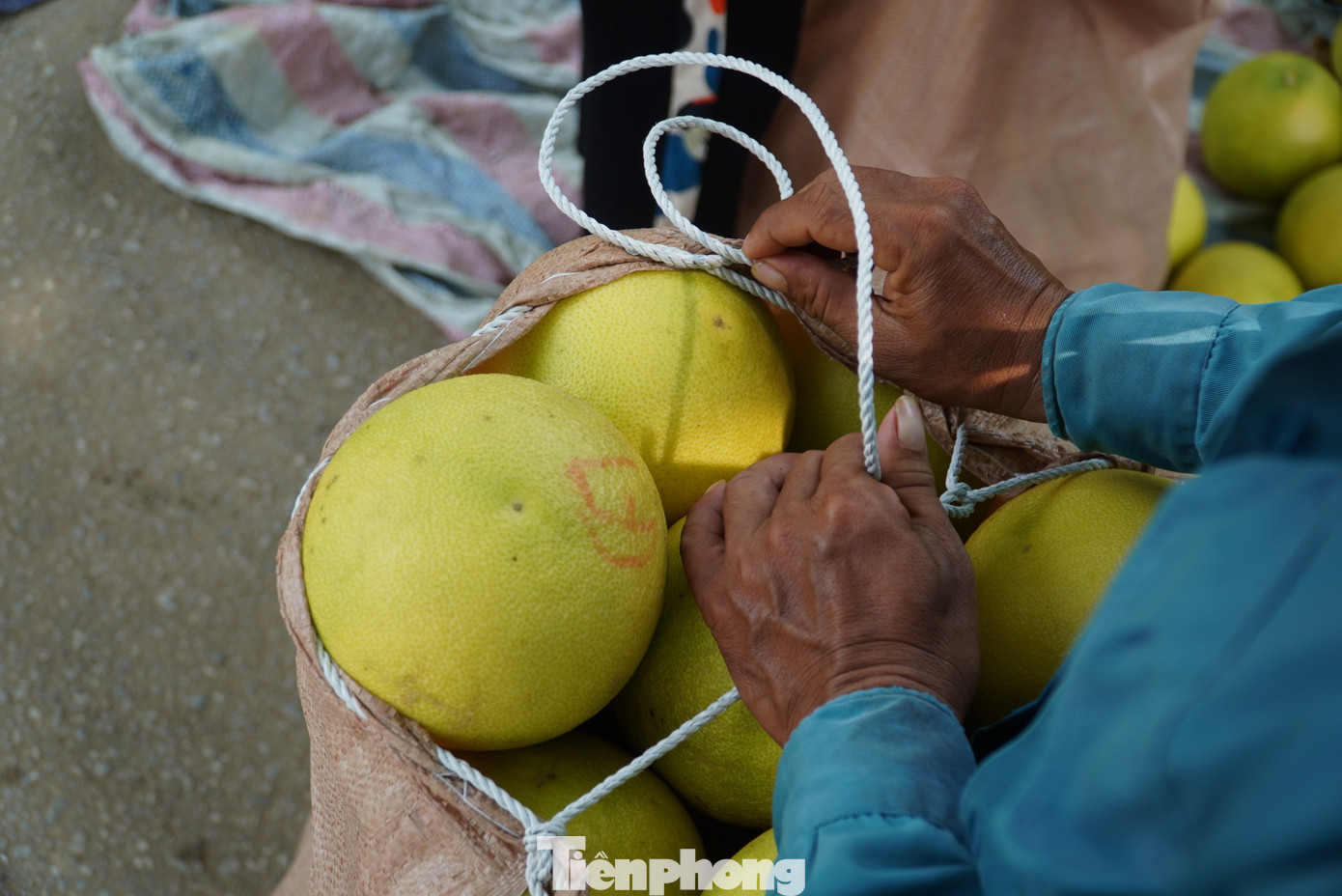 Bưởi được đóng từng bao tải, chở từng xe ra đường để bán và chuyển đi nơi khác tiêu thụ.