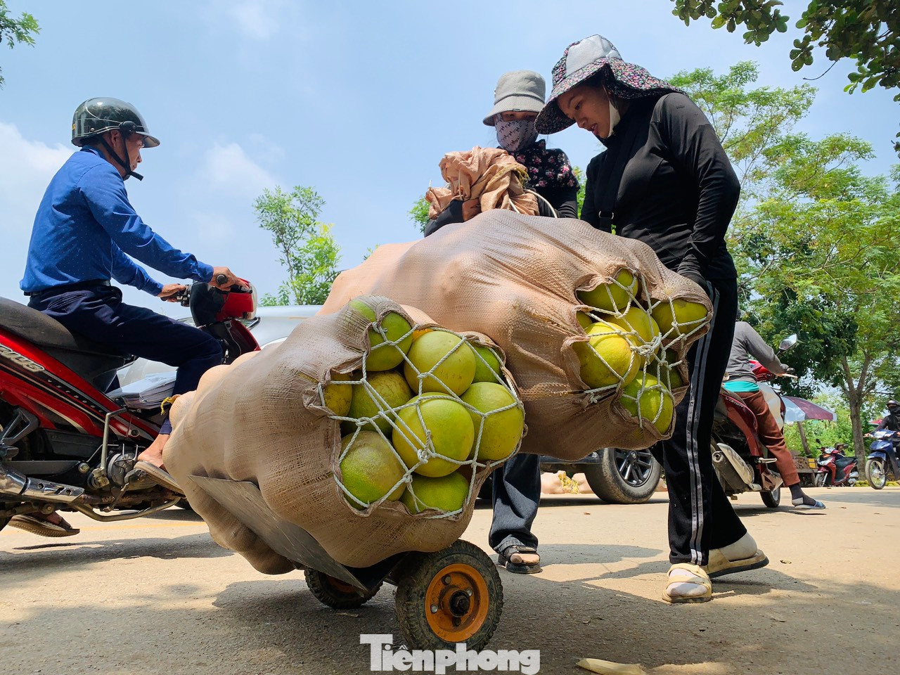 Hiện bưởi Phúc Trạch đã được thu hoạch trên 50%. Ngành chức năng địa phương cũng đã khuyến cáo người dân thu hoạch bưởi càng sớm càng tốt để tránh ảnh hưởng của mưa lũ. Năm nay, theo báo cáo của Phòng Nông nghiệp và Phát triển nông thôn (NN&amp;PTNT) huyện Hương Khê, tổng sản lượng bưởi Phúc Trạch toàn huyện năm nay đạt gần 23.000 tấn.