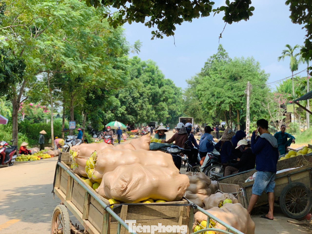 Người dân đóng thành từng bao tải để vận chuyển bưởi đi ra các tỉnh phía Bắc và vào miền Nam, nhưng do ảnh hưởng của mưa bão nên bưởi năm nay tiêu thụ chậm, giá thành giảm khiến nhiều người dân lo lắng.