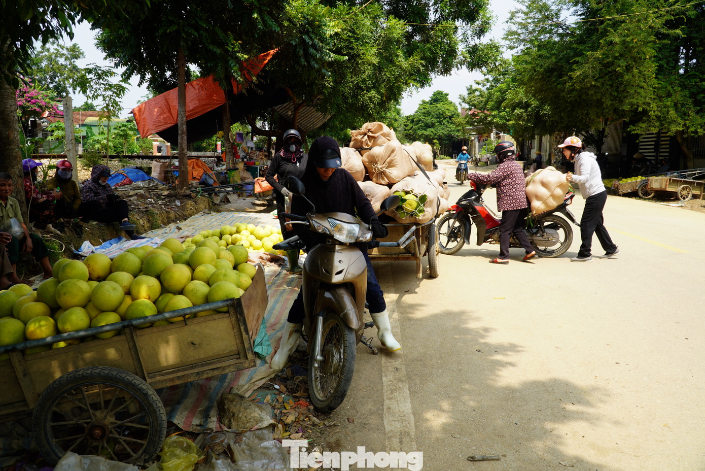 Bưởi được đóng từng bao tải, chở từng xe ra đường để bán và chuyển đi nơi khác tiêu thụ.