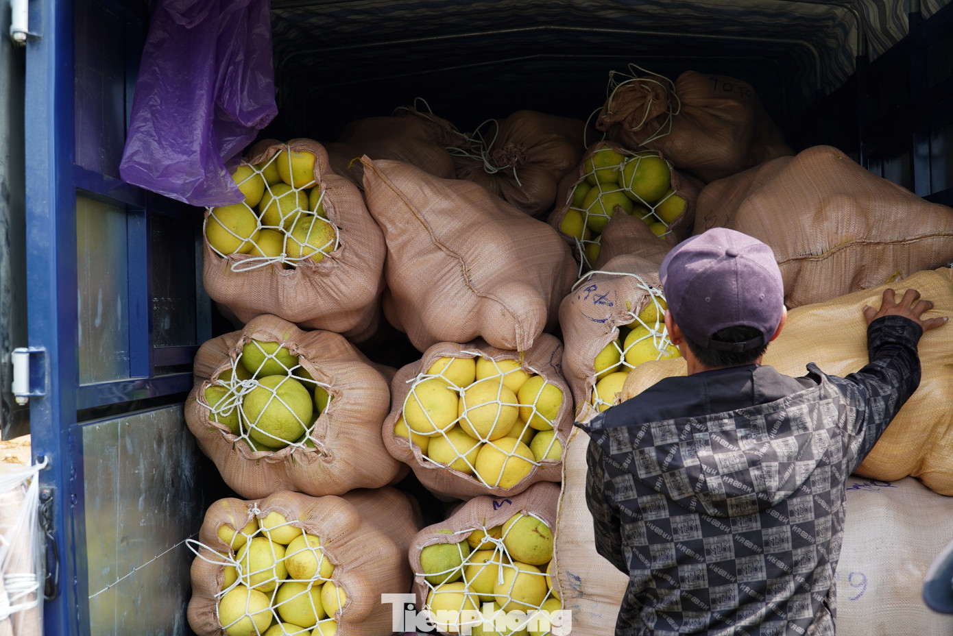 Bưởi Phúc Trạch ở huyện Hương Khê (Hà Tĩnh) được coi là "đệ nhất danh quả", từ lâu đã nức tiếng gần xa. Những ngày này, người dân đang nhộn nhịp thu hoạch, vận chuyển đi tiêu thụ.