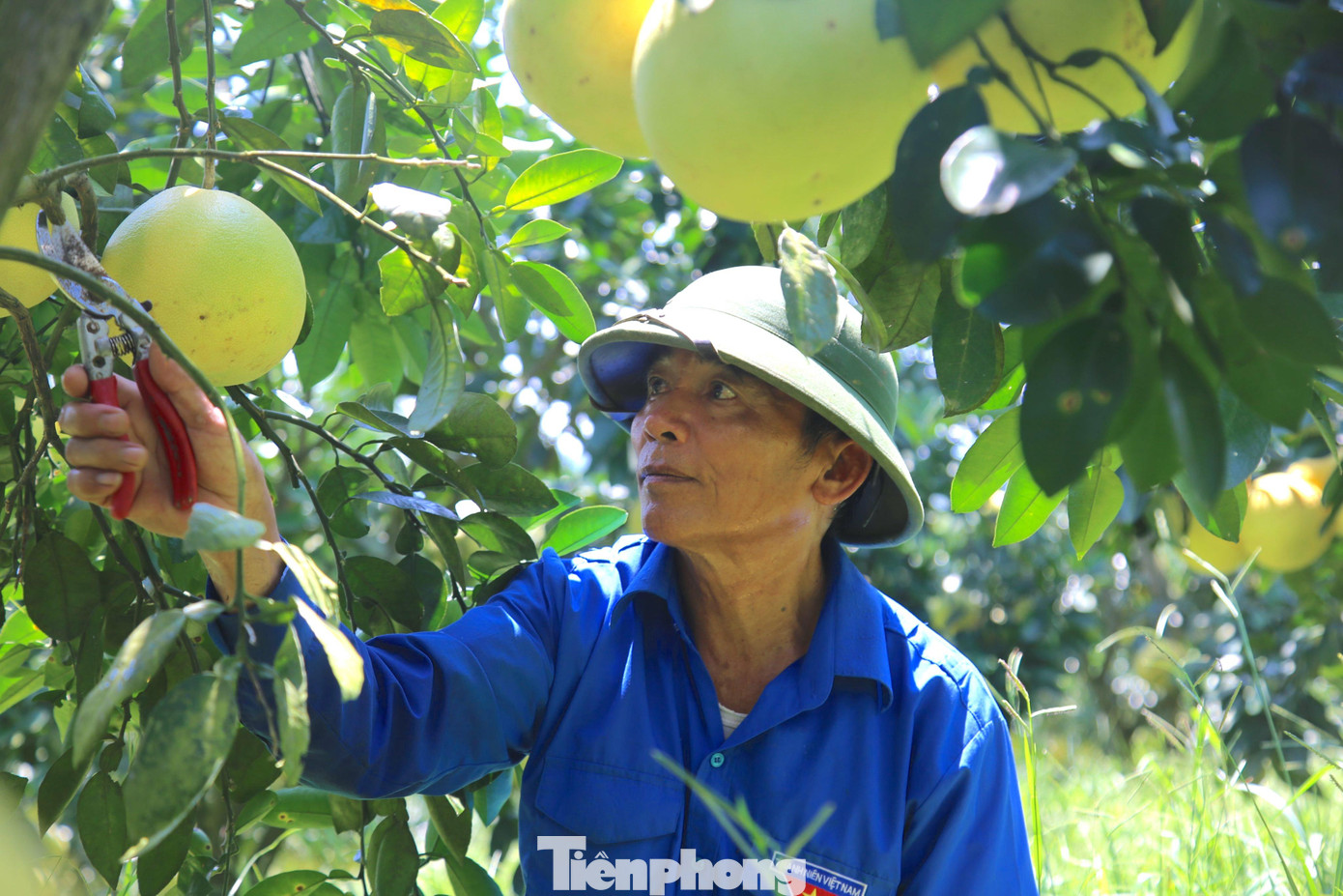 Những ngày này người dân trồng bưởi Phúc Trạch đang thu hái để bán cho thương lái. Các vườn bưởi tấp nập người đến thu mua.