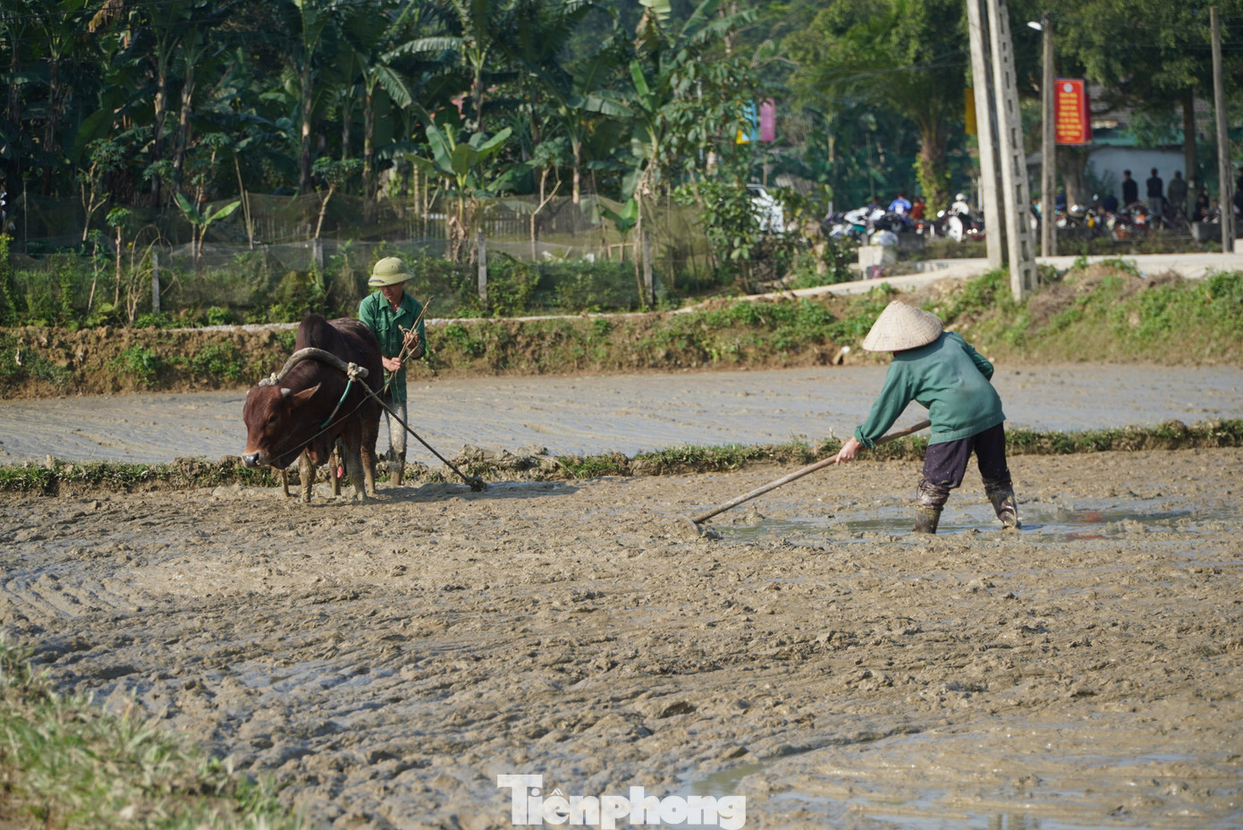 Trên cánh đồng xã Sơn Giang, huyện Hương Sơn không khí xuống đồng ngày đầu năm khá tấp nập. Theo những người dân nơi đây thì việc ra đồng vào ngày đầu năm mới vừa mong ước mùa màng bội thu, vừa đáp ứng tiến độ để mạ phát triển đúng theo thời vụ.
