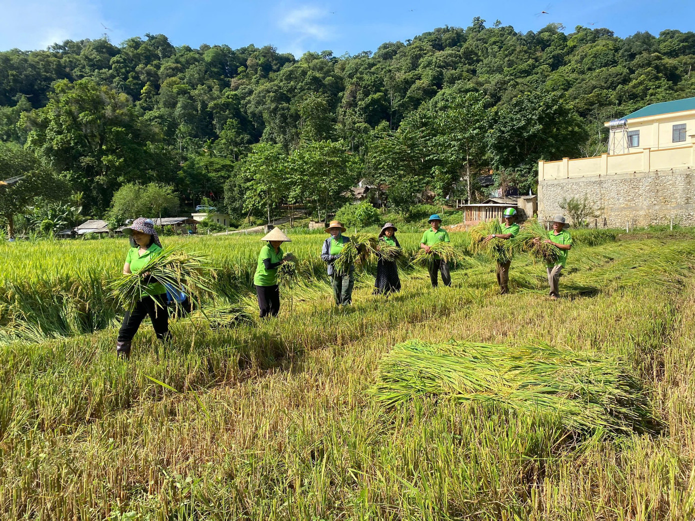 Với phương châm “xanh nhà hơn già đồng”, các chiến sĩ giúp bà con thu hoạch lúa trước khi bão vào đất liền đề phòng mưa lũ gây hư hỏng.