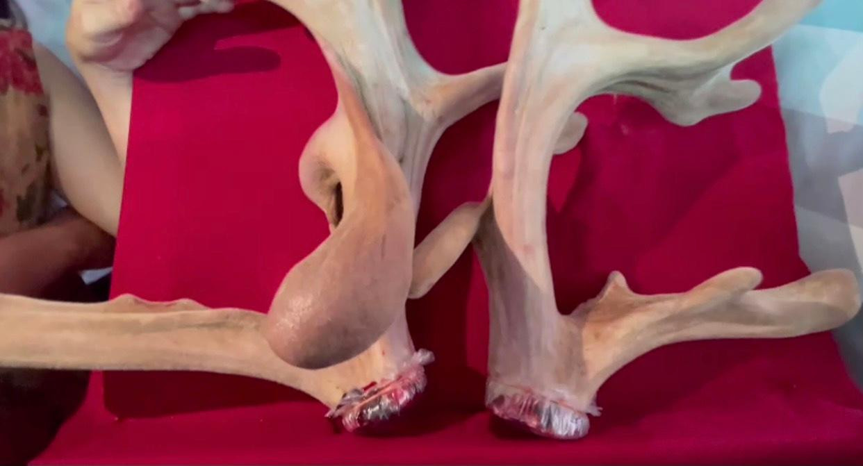 Đây được xem là cặp nhung "khủng" nhất từ trước đến nay ở địa phương. Cặp nhung này đã được bán cho anh anh Nguyễn Khắc Huân, một người kinh doanh, chế biến nhung hươu trên địa bàn huyện Hương Sơn với giá gần 100 triệu đồng.