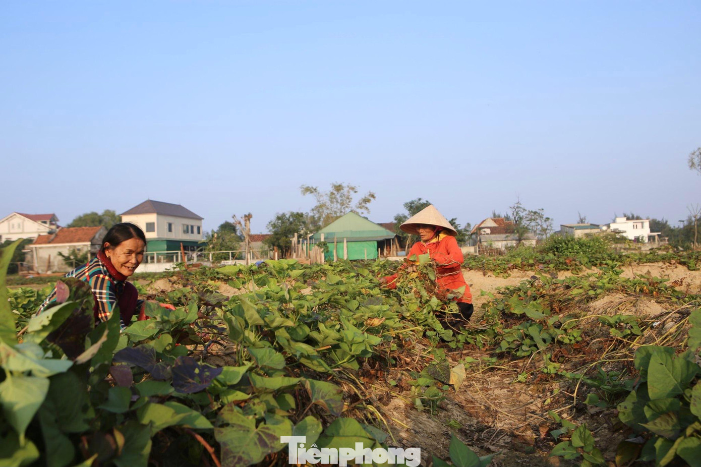 Dịp này, người dân xã Thịnh Lộc (huyện Lộc Hà, tỉnh Hà Tĩnh) đang vào vụ thu hoạch khoai lang. Trên khuôn mặt người dân lộ rõ niềm vui, phấn khởi khi khoai năm nay được mùa, được giá.