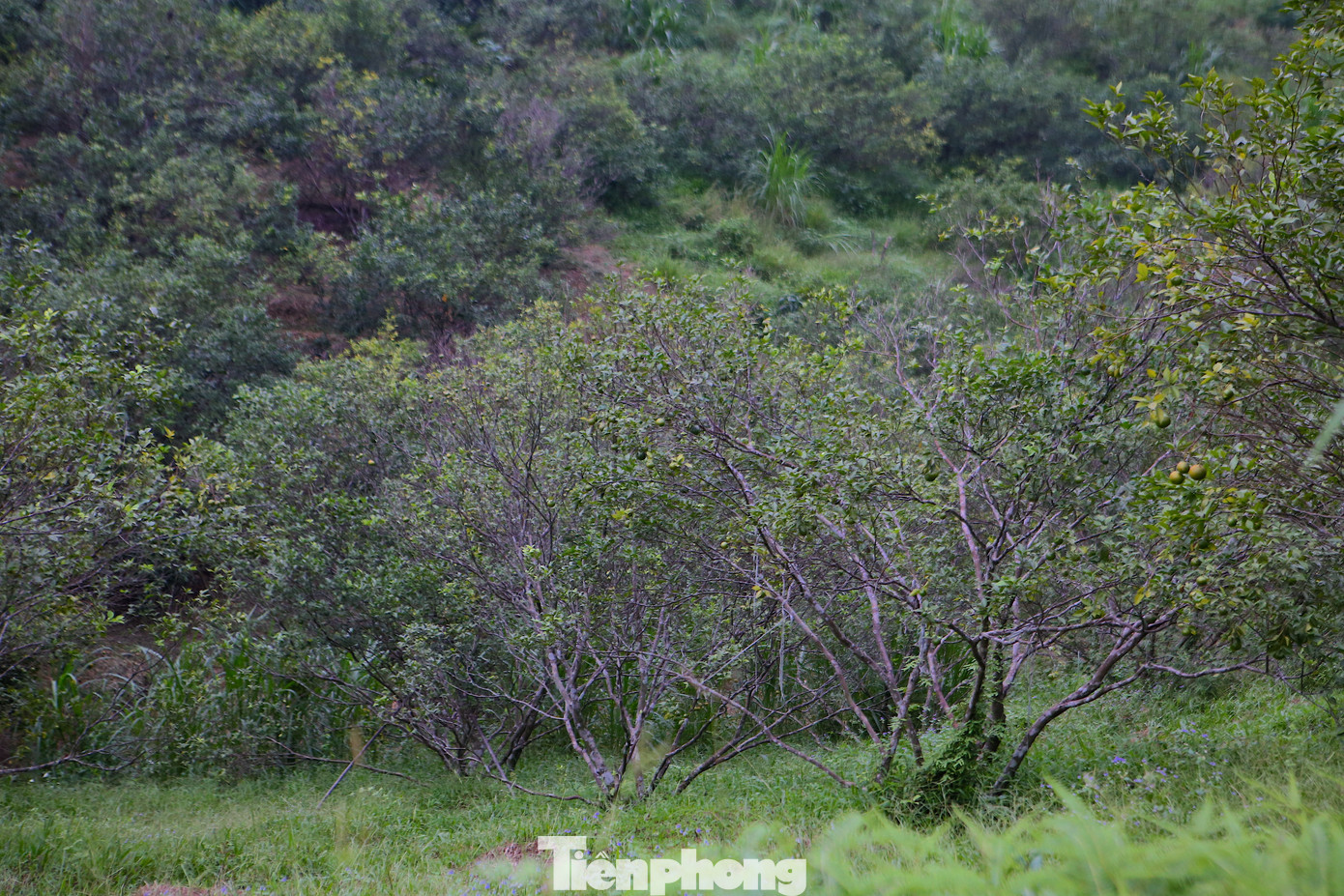 Sơn Trường được biết đến là “thủ phủ” trồng cam nhiều nhất huyện Hương Sơn, đặc biệt là đặc sản cam bù. Những năm trước, dịp này cam bù đã ra quả, còn cam chanh đã cho thu hoạch bán ra thị trường. Tuy nhiên, năm nay mất mùa, số lượng cam chết nhiều, có những hộ gia đình thiệt hại trên 50% diện tích.