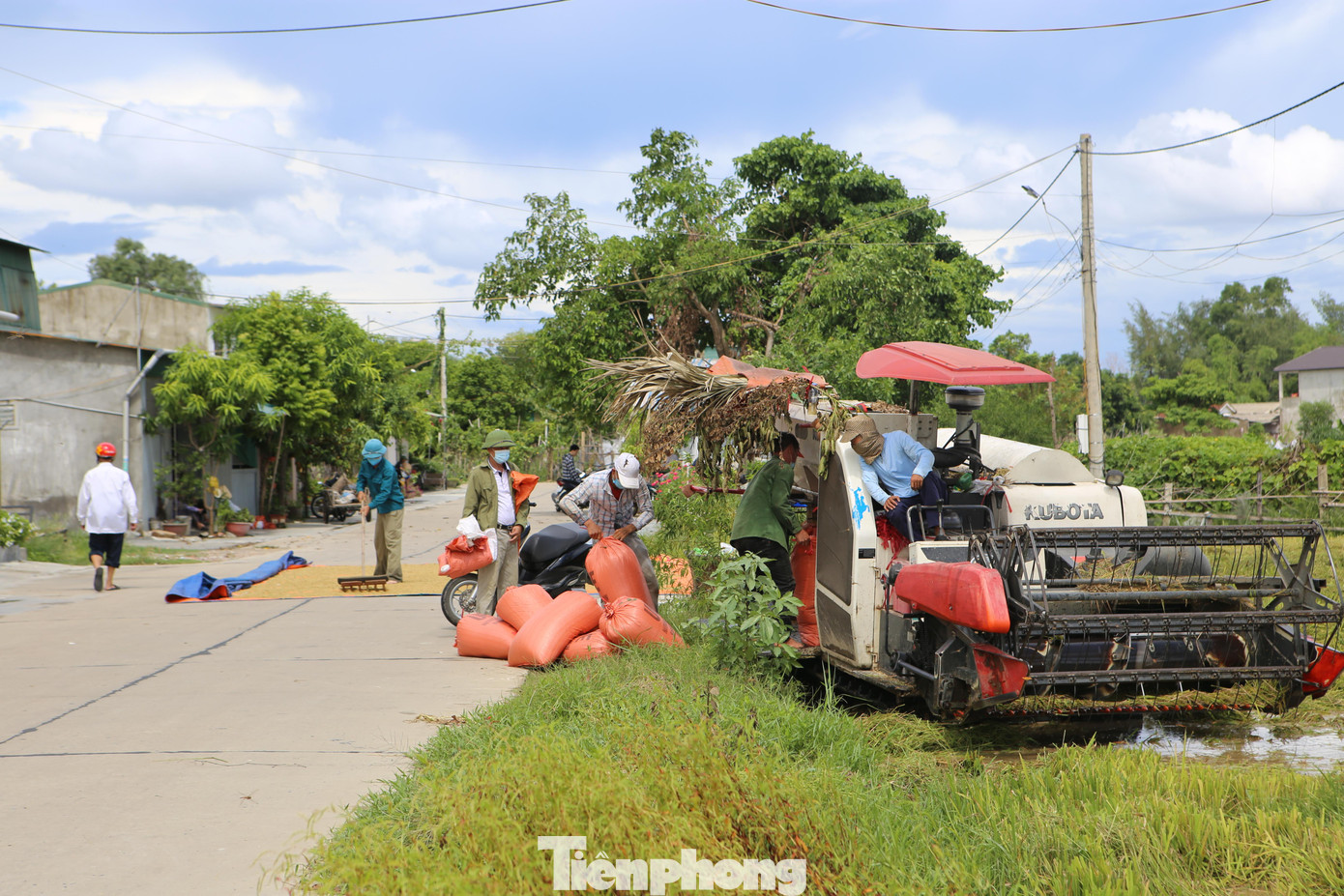 Sau khi gặt xong, chủ máy sẽ đưa những bao tải đựng lúa vào gần đường để người dân tiện vận chuyển.