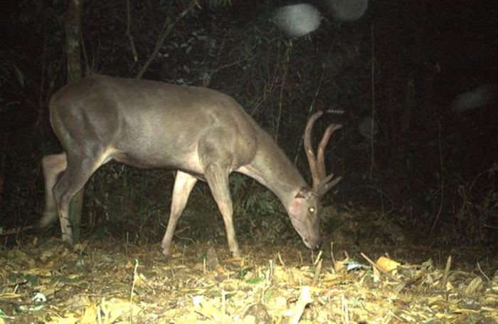 Nai được phát hiện tại Vườn Quốc gia Vũ Quang. Nai được phát hiện tại Vườn Quốc gia Vũ Quang.