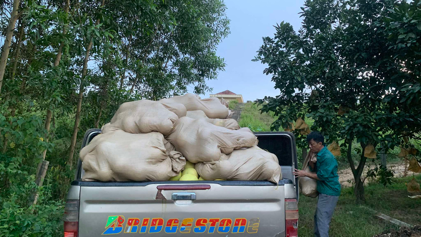 Người dân ra vườn thu hoạch bưởi.