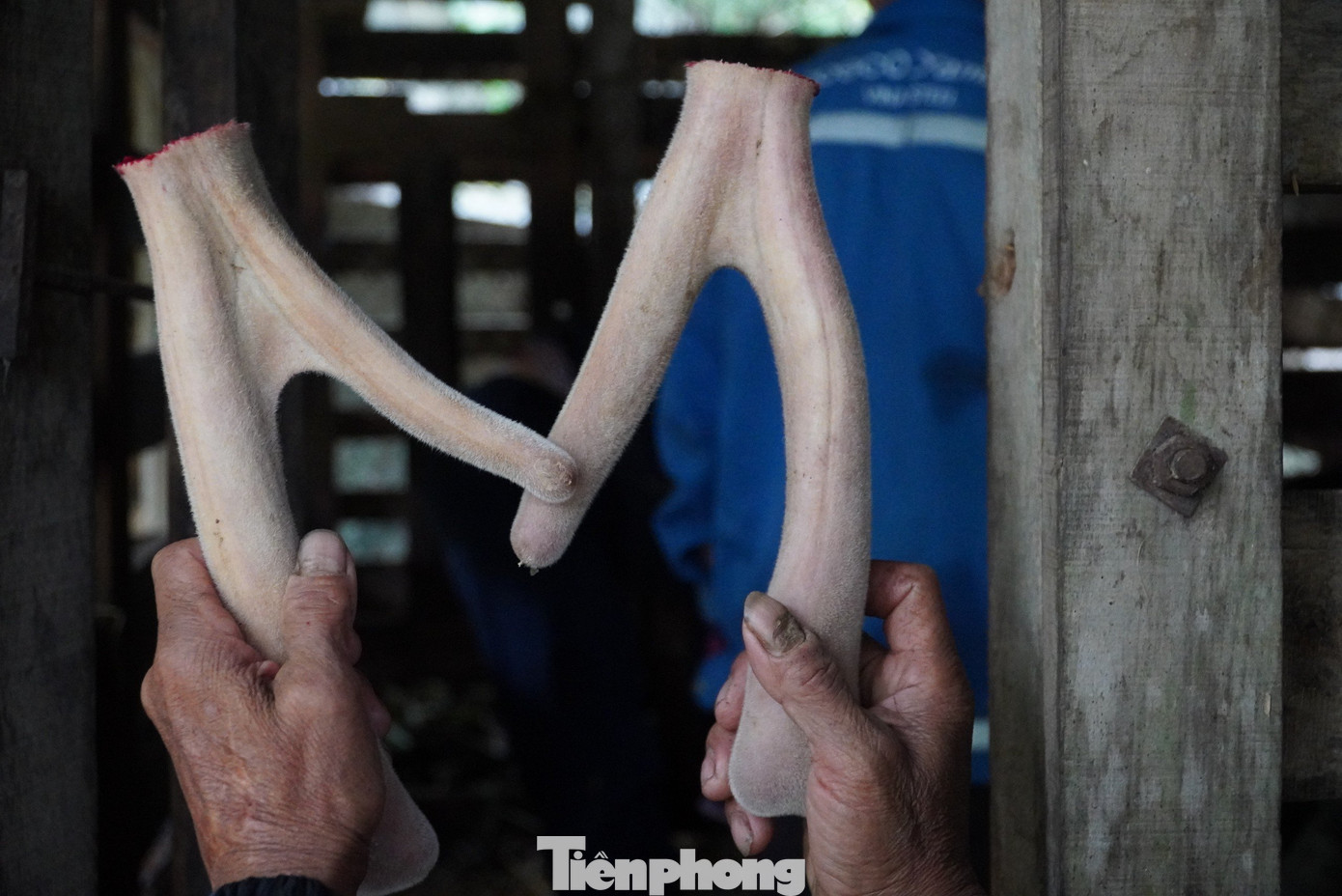 Cặp nhung hươu nặng hơn 600gr sau khi cắt xong. Theo ông Tuấn, năm nay con hươu này cho ra hai cặp nhung, tính tổng trọng lượng đạt gần 1,2kg.