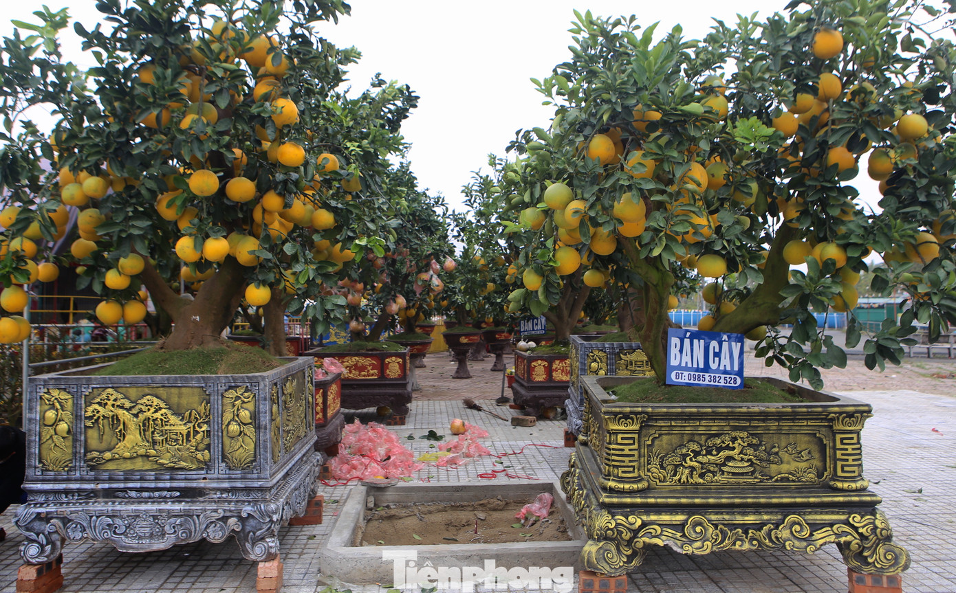 Những chậu bưởi diễn được các chủ vườn nhập từ miền Bắc về. Có những chậu thế đẹp, sai quả giá cả hàng chục triệu đồng