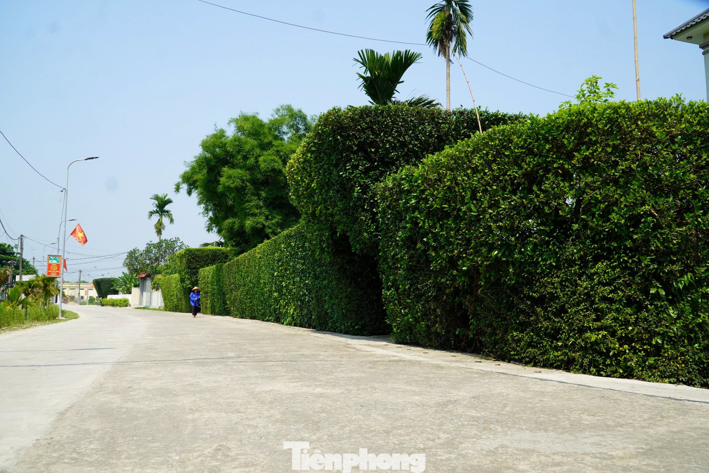 Xã Tùng Ảnh (huyện Đức Thọ, Hà Tĩnh) trải dọc theo con sông La thơ mộng là quê hương của cố Tổng Bí thư Trần Phú. Trước đây, mỗi gia đình ở xã Tùng Ảnh trồng cây duối (hay còn gọi là cây giới), để tạo thành cổng nhà, bờ rào. Tuy nhiên, qua thời gian, nhiều hộ dân đã chặt bỏ và thay mới bằng hàng rào bê tông. Duy chỉ có khoảng 10 hộ dân ở thôn Châu Nội còn giữ những cổng nhà bằng cây duối cổ thụ này.