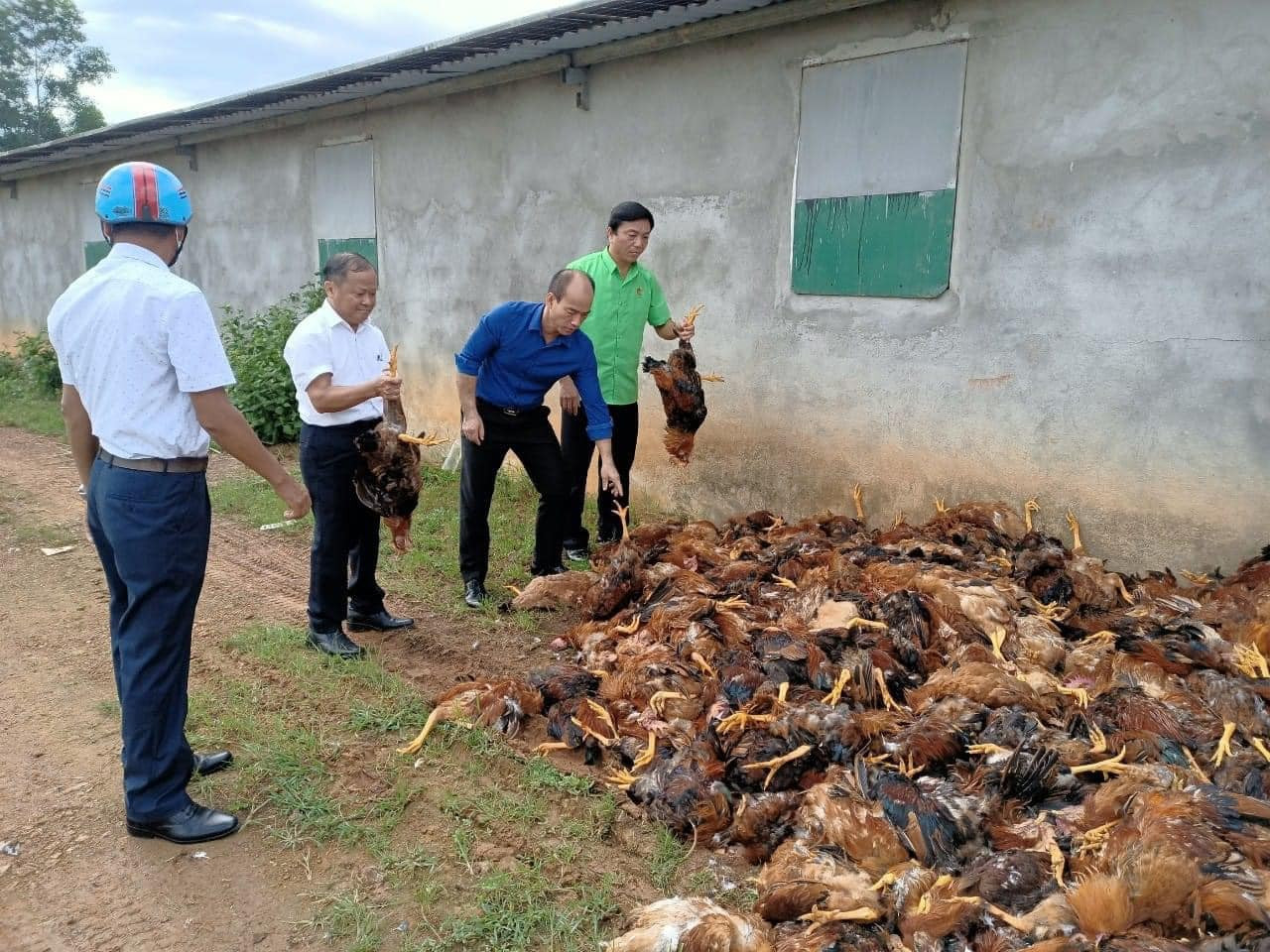 Số lượng gà chết gây thiệt hại hơn 1 tỷ đồng.