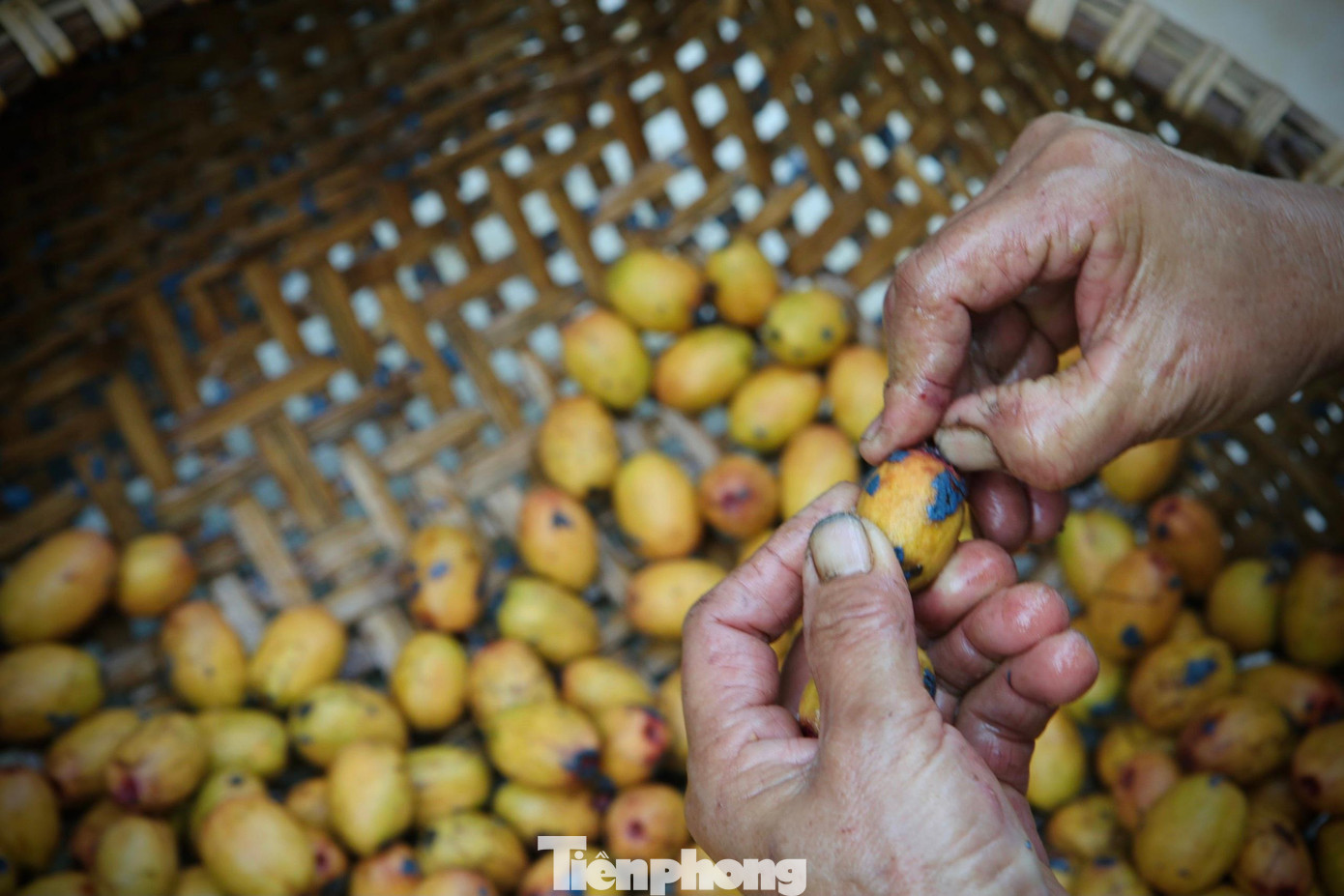 Quả cọ sau khi cạo sạch hết lớp vỏ xanh bên ngoài. Quả cọ sau khi cạo sạch hết lớp vỏ xanh bên ngoài.