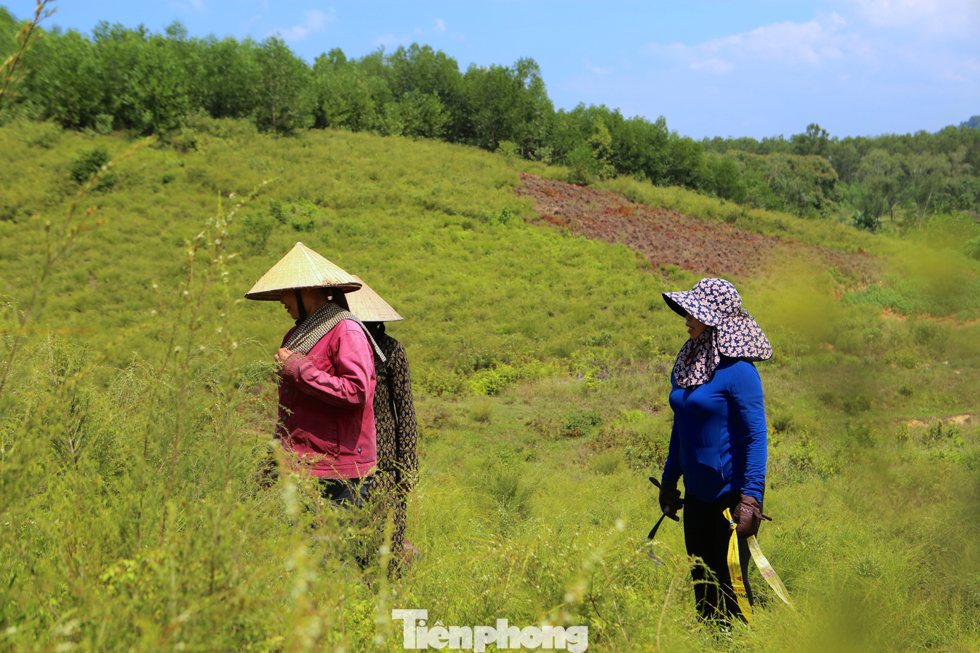 Tại thôn Đức Vừ, xã Sơn Lễ có 10 hộ dân trồng trện với diện tích khoảng 4ha. Thu nhập hộ có diện tích lớn nhất với 2 ha, thu nhập bình quân mỗi năm khoảng 80 triệu đồng.