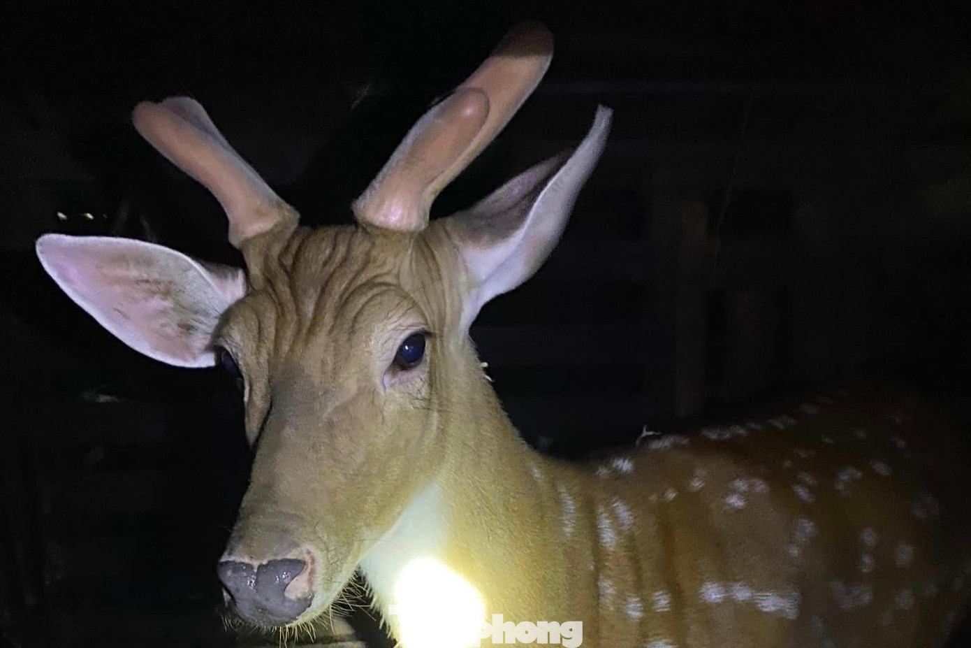 Mỗi mùa, người dân ở “thủ phủ” nuôi hươu sao lớn nhất của tỉnh Hà Tĩnh thu về cả trăm tỉ đồng. Hàng chục năm qua, nghề nuôi hươu sao đã giúp bà con nơi đây thoát nghèo, vươn lên làm giàu bền vững.