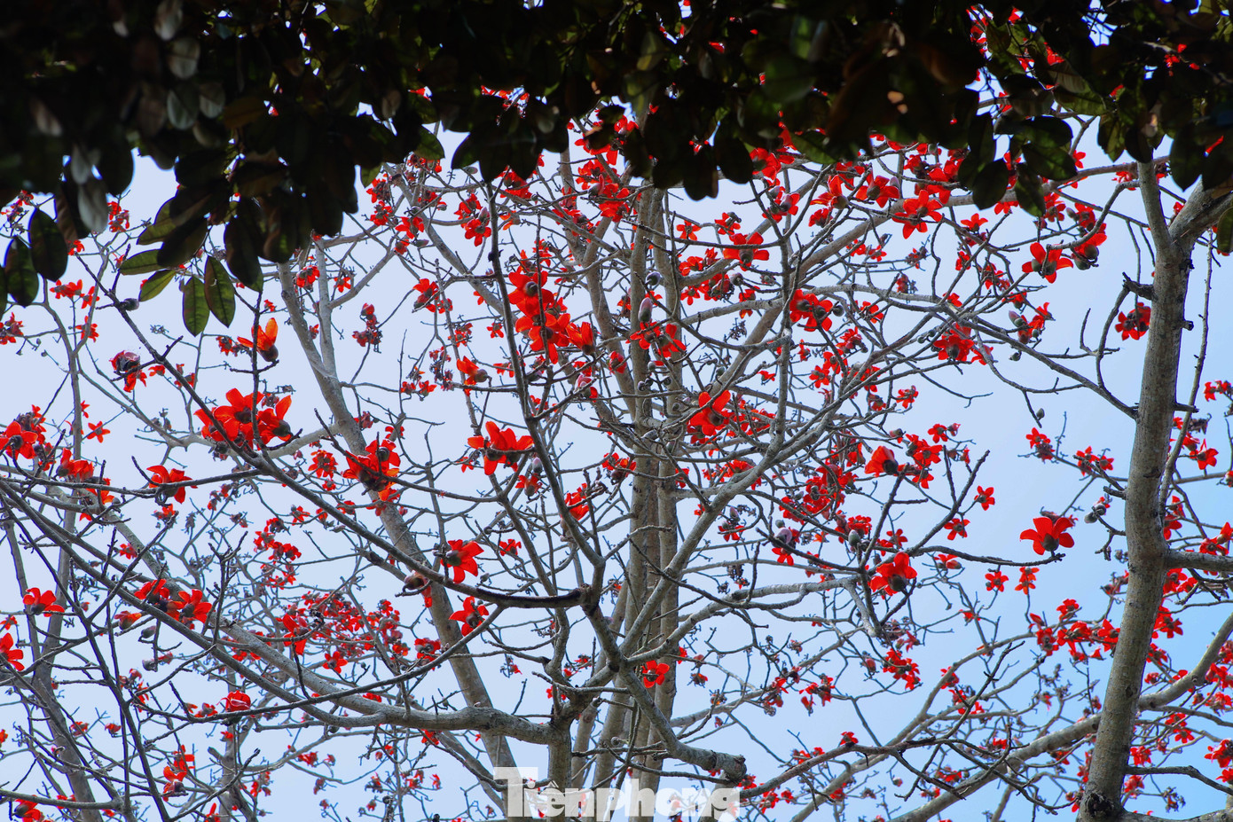 Hoa gạo khi nở có kích thước lớn, gồm năm cánh, cánh hoa uốn cong nhẹ nhàng ra bên ngoài.