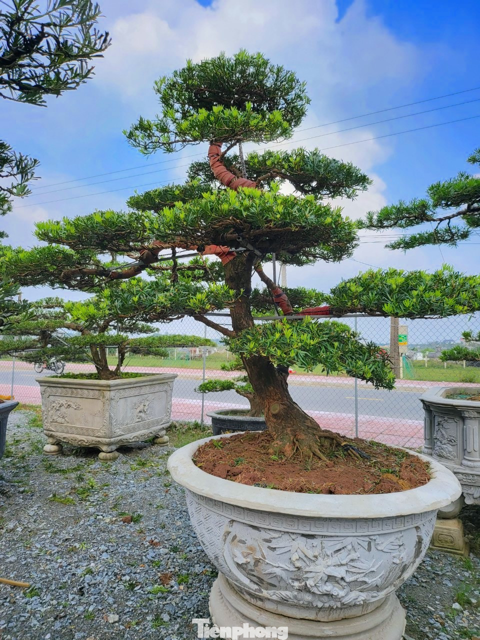 Những gốc tùng được vận chuyển về sau đó sẽ đưa vào chậu chăm sóc chờ khách tới mua.