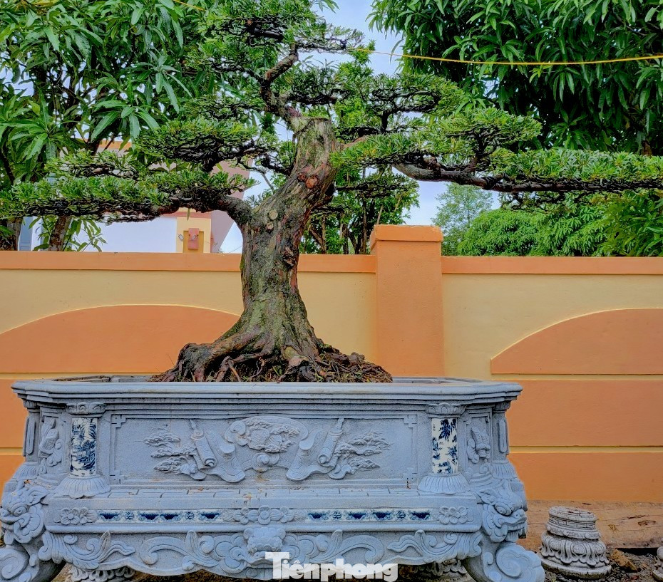 Tùng La Hán ở đây ngoài những góc lâu năm từ vài chục đến hàng trăm triệu thì còn có những góc bonsai giá từ 8-10 triệu đồng/cây. Những góc nhỏ thì giá thường sẽ thấp hơn.