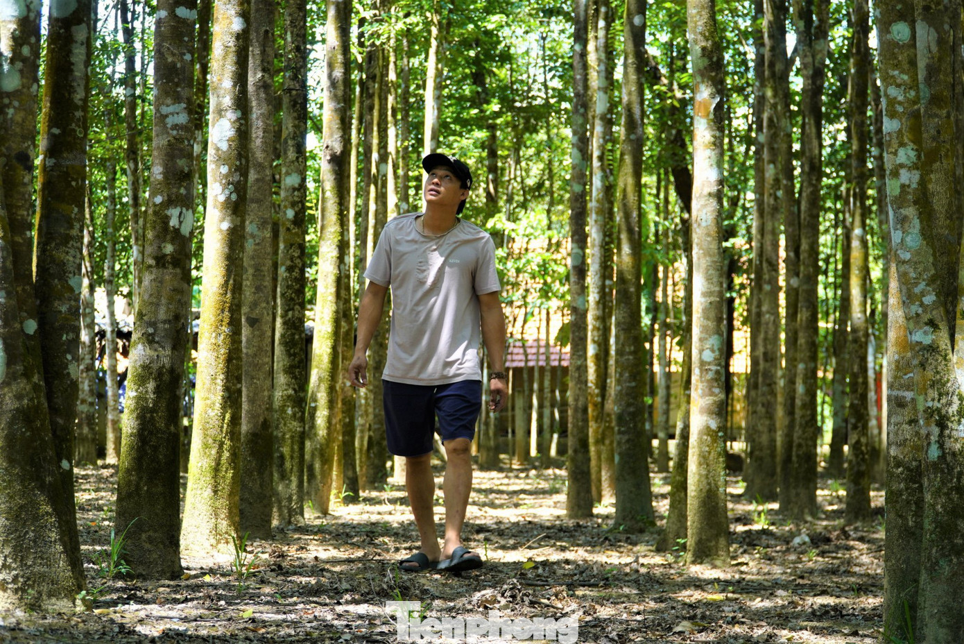 Cây dó trầm cũng được mệnh danh là cây “xóa đói giảm nghèo”, khi nhiều gia đình ở xã miền núi Hương Khê vươn lên làm giàu trở thành tỷ phú nhờ trồng cây dó trầm.