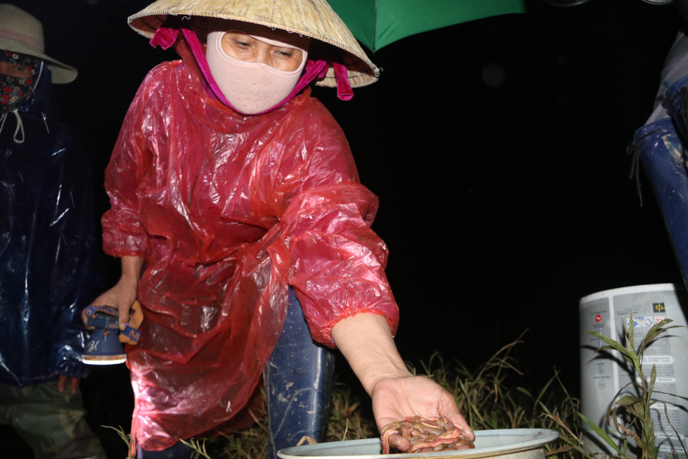 Ông Ngô Ngọc Hân - Chủ tịch Hội Nông dân huyện Đức Thọ cho biết, mỗi sào ruộng người dân có thể thu hoạch từ 20-30kg rươi. Giá rươi rất cao, có thời điểm cao nhất có giá từ 600.000-700.000 đồng/kg. Vì thế vào chính vụ người dân đổ xô đi săn bắt để kiếm thêm thu nhập.