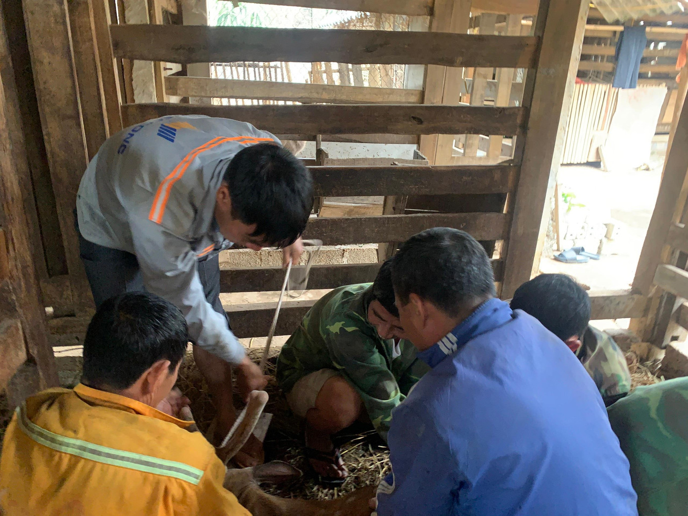 Gia đình ông Nguyễn Văn (trú xã Sơn Giang) nuôi 6 con hươu. Trong đó có 5 con lấy nhung. Mỗi con ra lộc nhung từ 5-9 lượng, thu nhập trên 30 triệu đồng/năm.