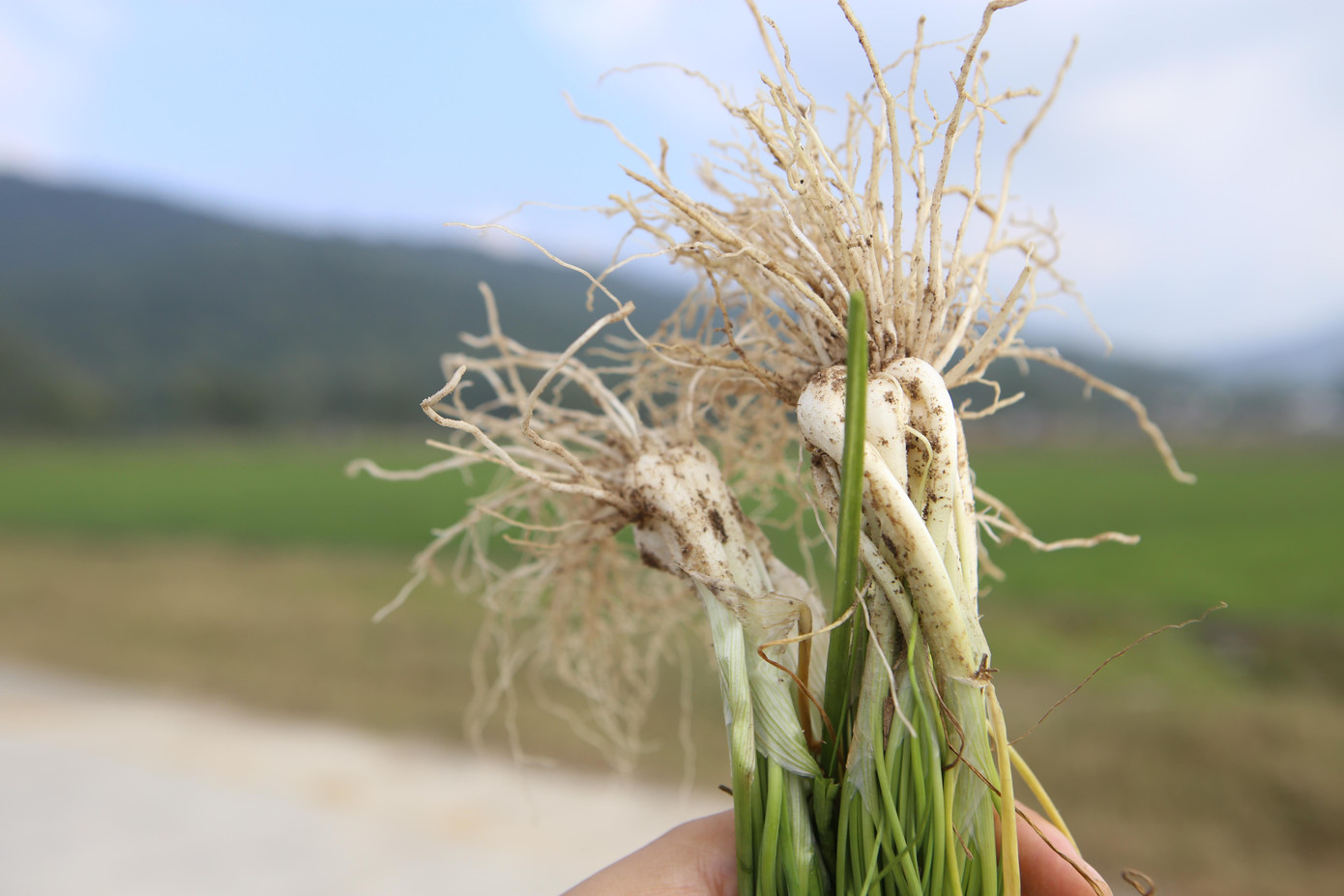 Theo lãnh đạo UBND Thiên Lộc, toàn xã hiện có 130ha diện tích trồng hành tăm, đây là cây trồng chủ lực của nông dân xã Thiên Lộc.