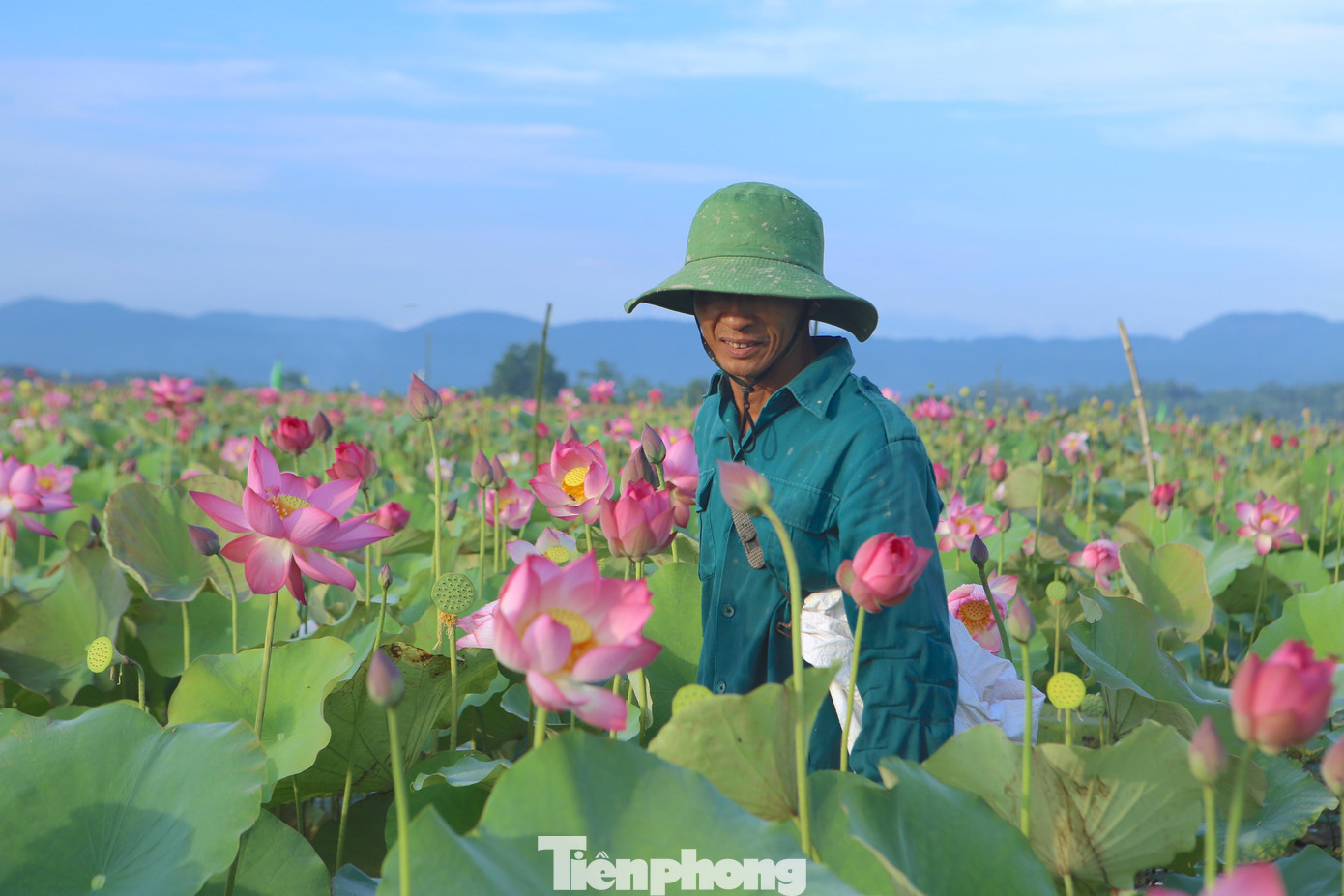 Ông Trương Công Bình (trú thôn Thanh Châu) cho biết, khi chuyển từ trồng lúa sang trồng sen, người dân nơi đây có thêm thu nhập để trang trải cuộc sống. Mỗi mùa như vậy hộ ít cũng kiếm được từ 4-7 triệu đồng, cũng có hộ thu hàng chục triệu nhờ trồng sen.