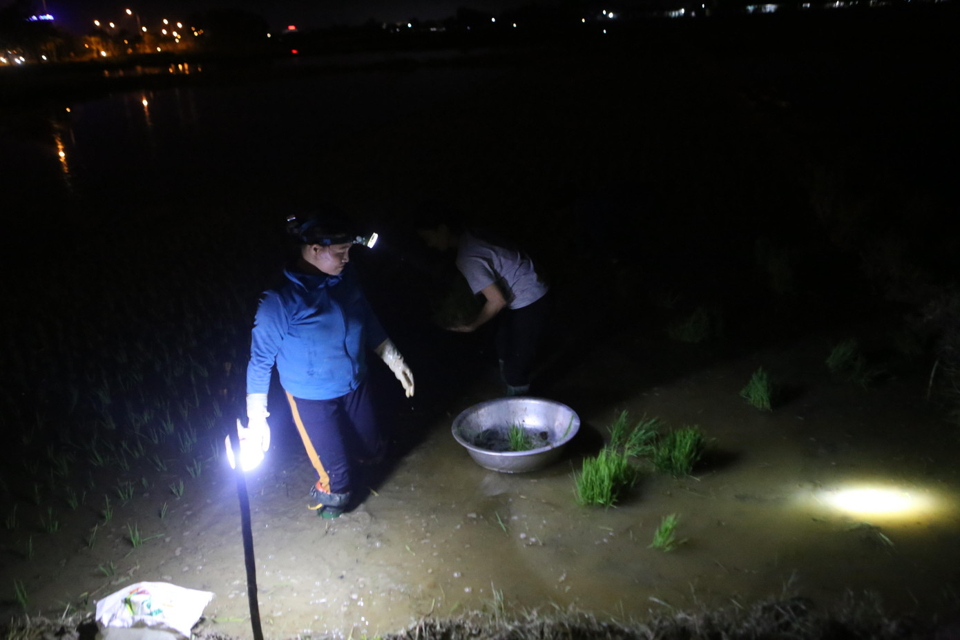 Dù làm việc ban đêm, nhưng thời tiết oi bức khiến mồ hôi ướt đầm trên khuôn mặt của người nông dân. Vất vả mệt nhọc là vậy nhưng họ vẫn cố gắng bám đồng ruộng. Dù làm việc ban đêm, nhưng thời tiết oi bức khiến mồ hôi ướt đầm trên khuôn mặt của người nông dân. Vất vả mệt nhọc là vậy nhưng họ vẫn cố gắng bám đồng ruộng.