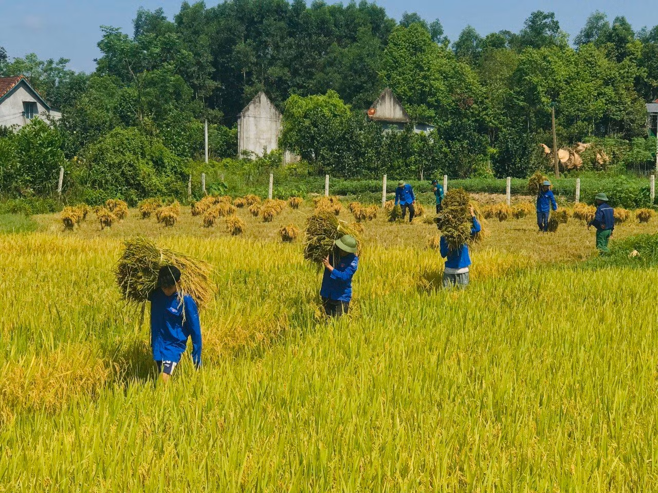Đoàn viên thanh niên mỗi người một công việc, hỗ trợ giúp đỡ những gia đình người già, đối tượng chính sách.... thu hoạch lúa vụ mùa.