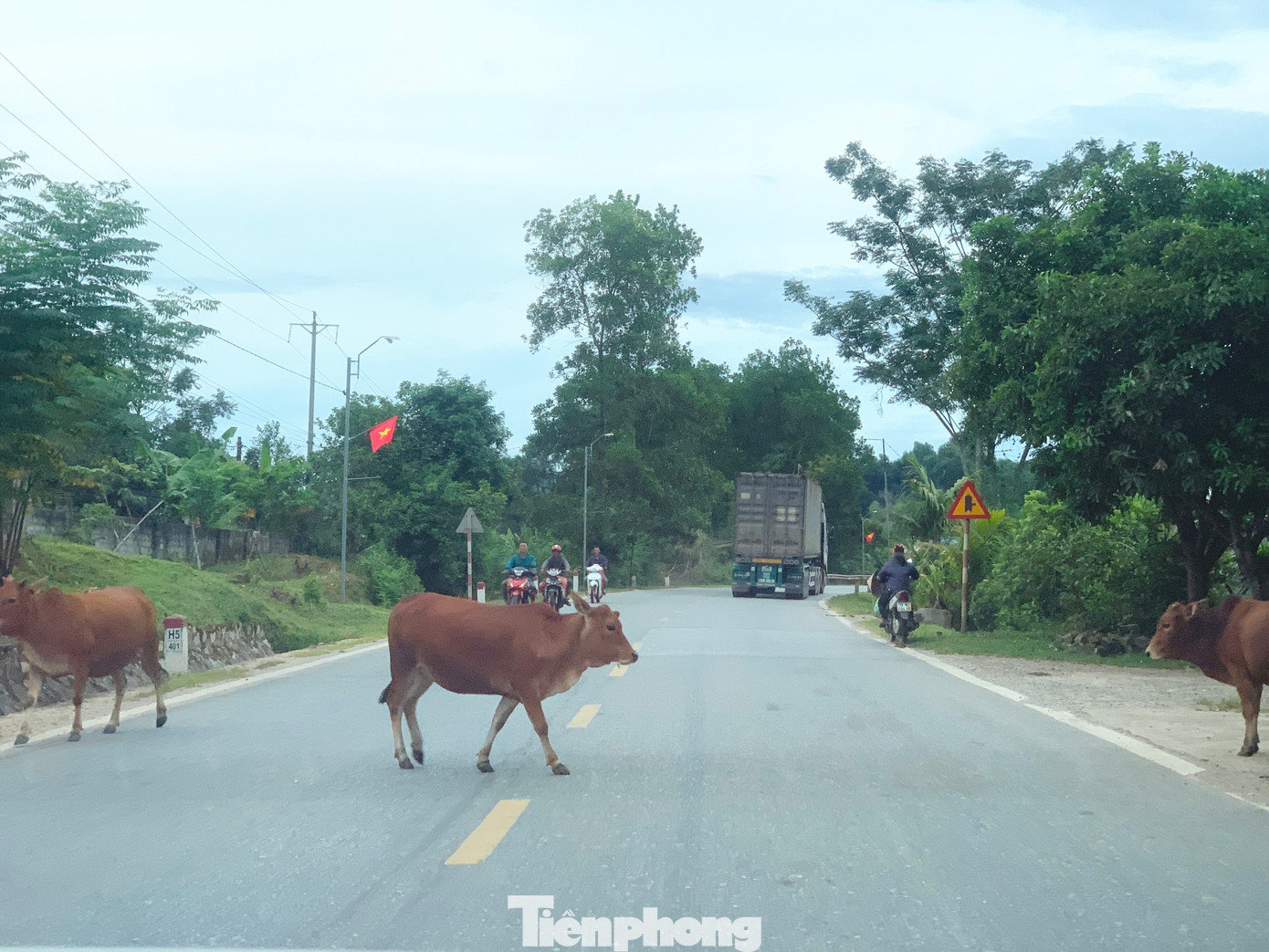 Bò thả rông, đi trên đường tại khu vực xã Hà Linh.