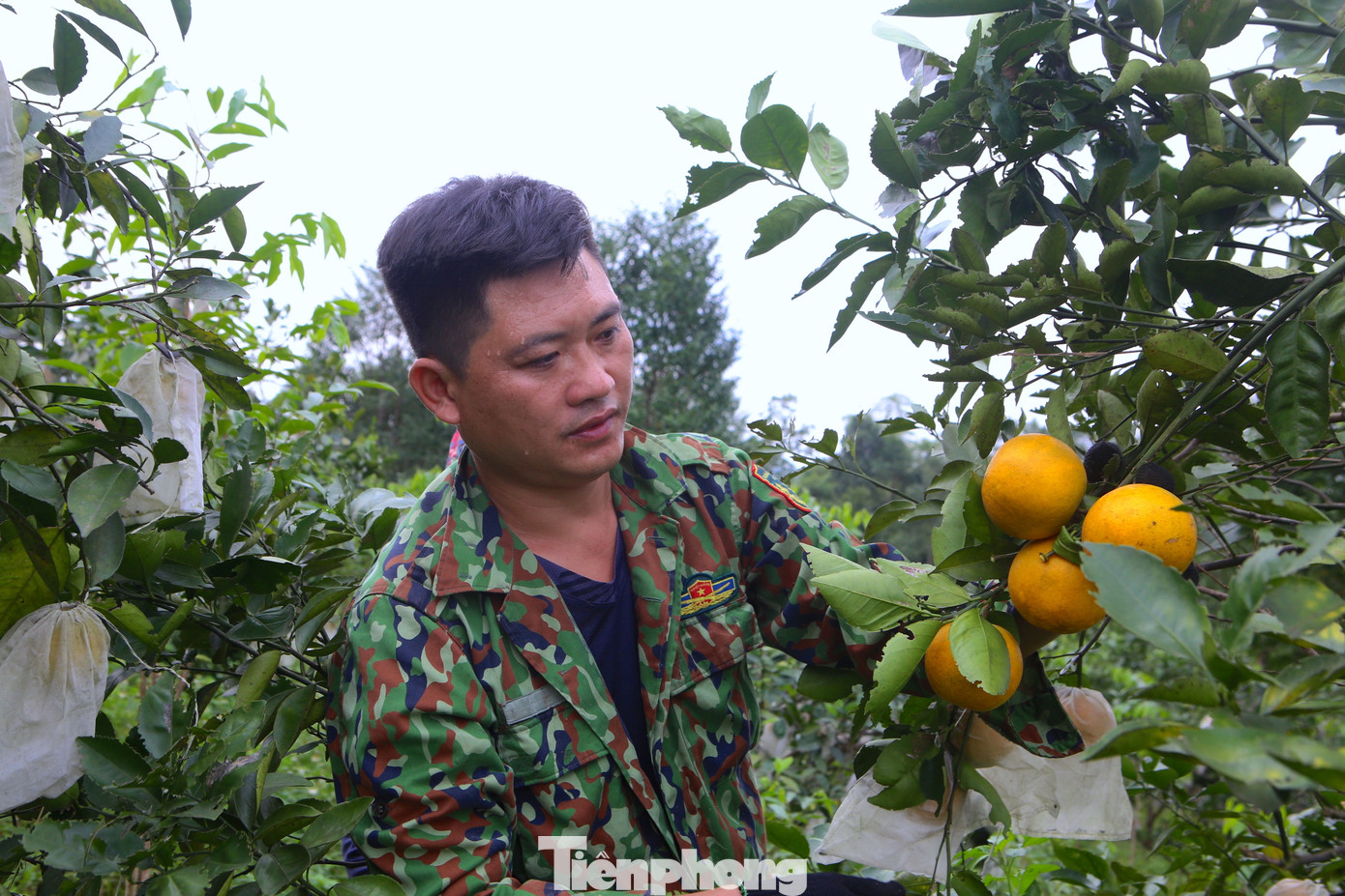 Anh Lê Văn Phương phấn khởi thu hoạch cam.